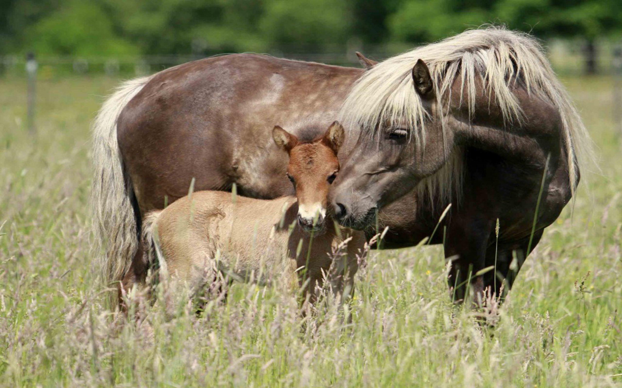 Mare And Foal Photography Mare And Foal, HD