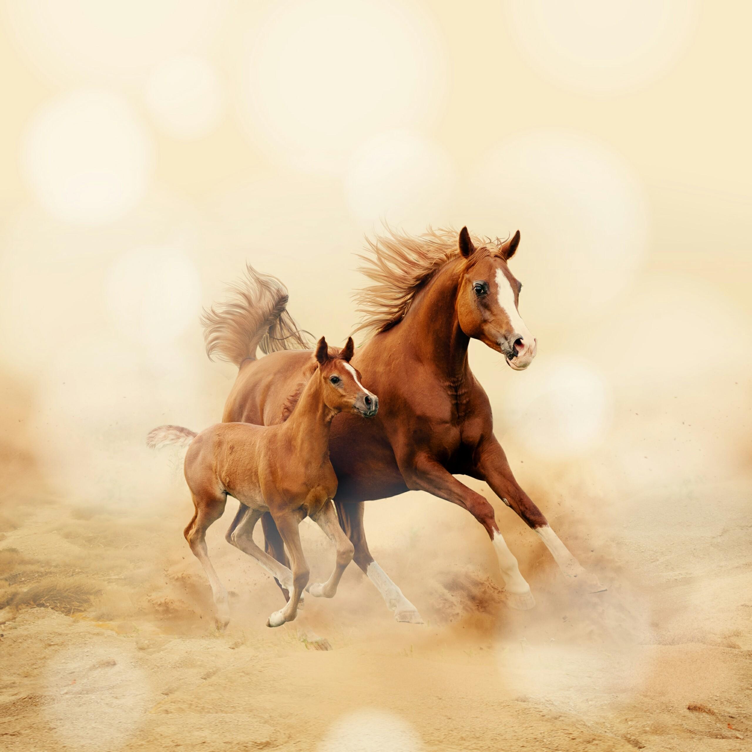 Mare Animal Wallpapers Wallpaper Cave