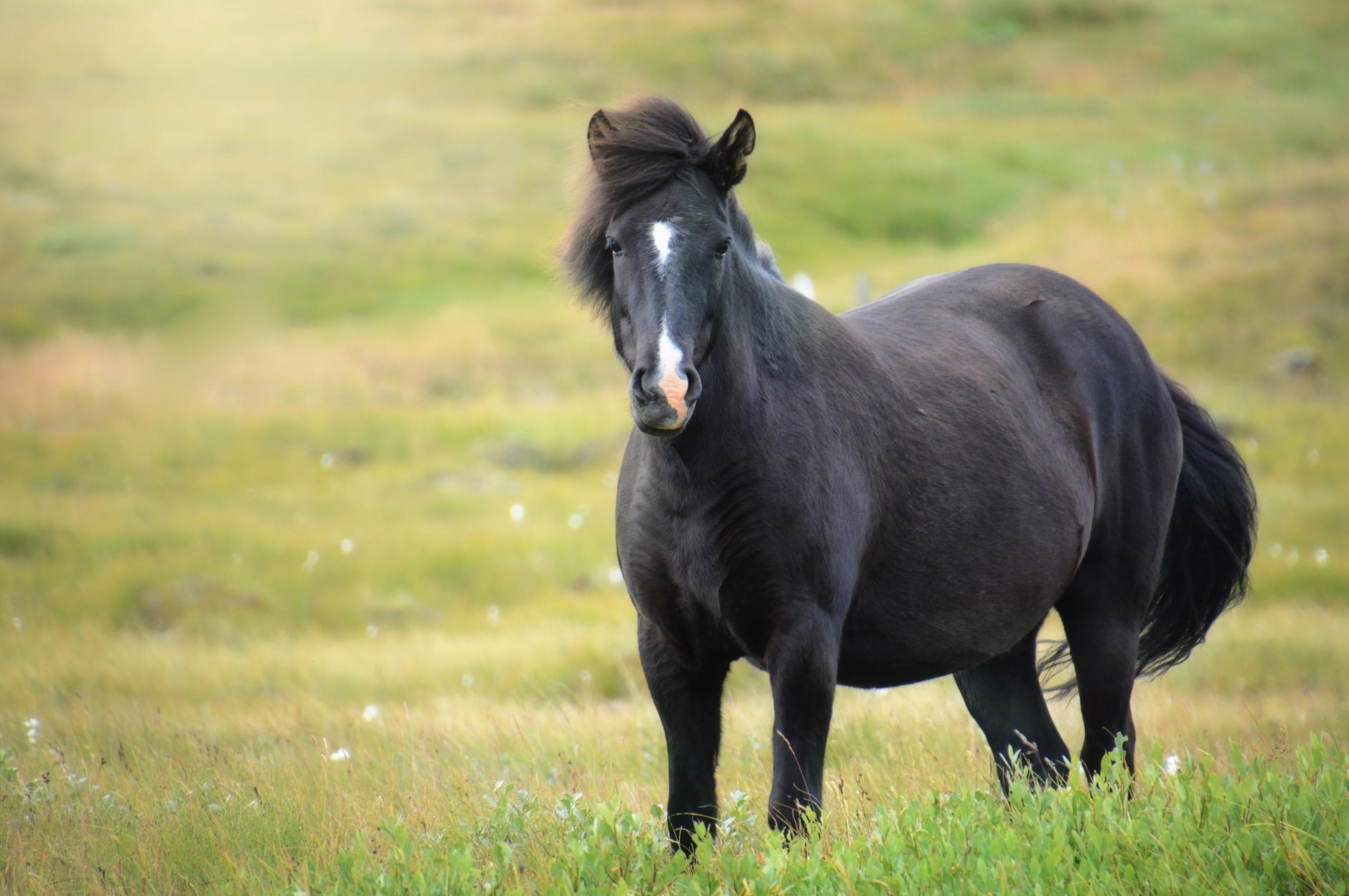 Mare Animal Wallpapers - Wallpaper Cave
