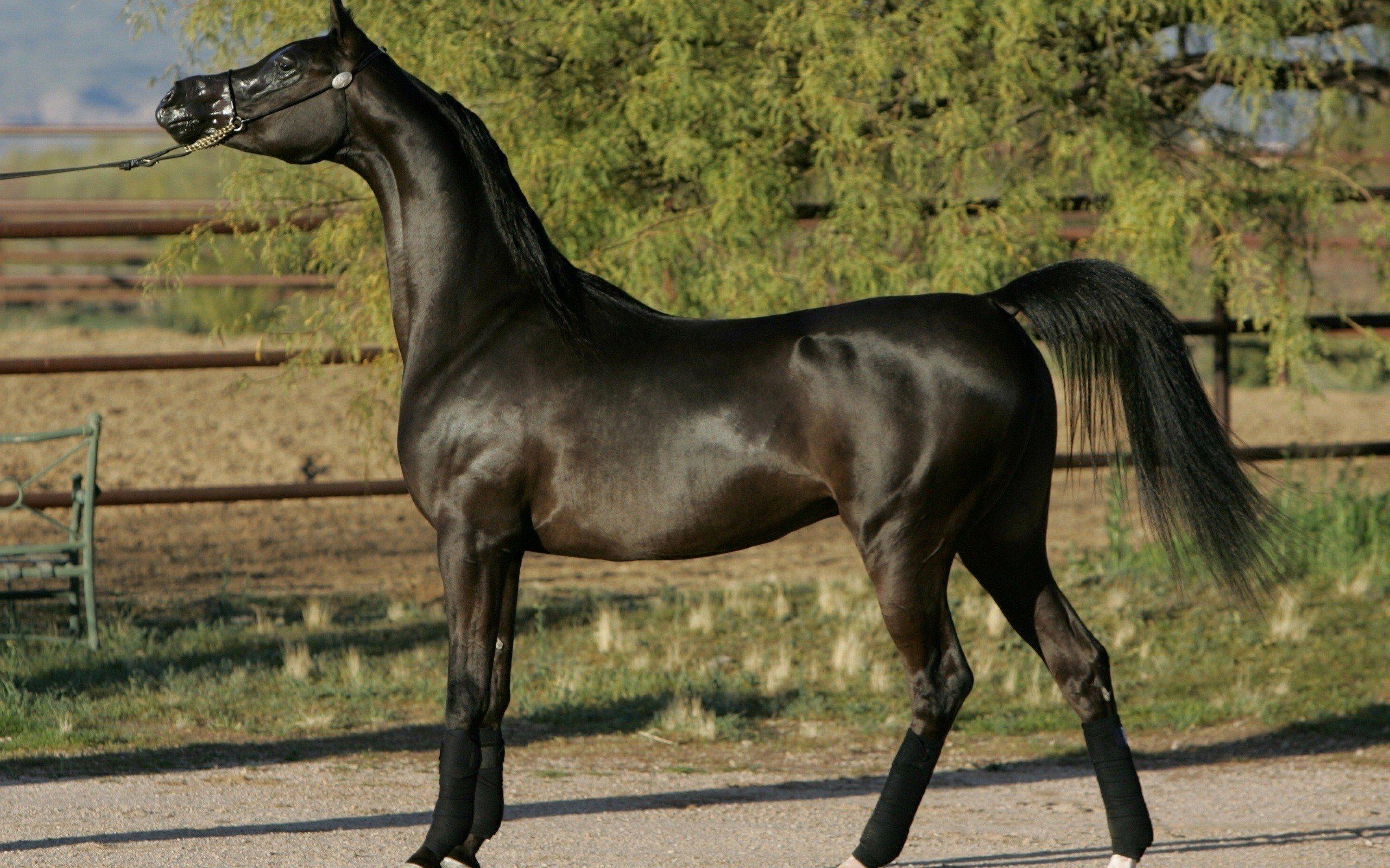 Mare Animal Wallpapers - Wallpaper Cave