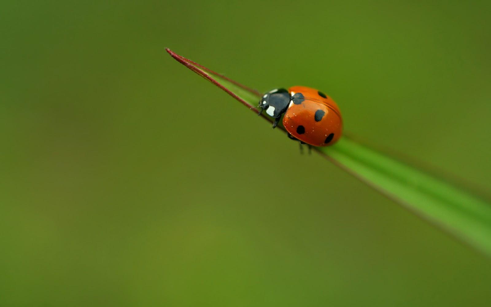 Lady Bug Wallpaper Cute and Docile