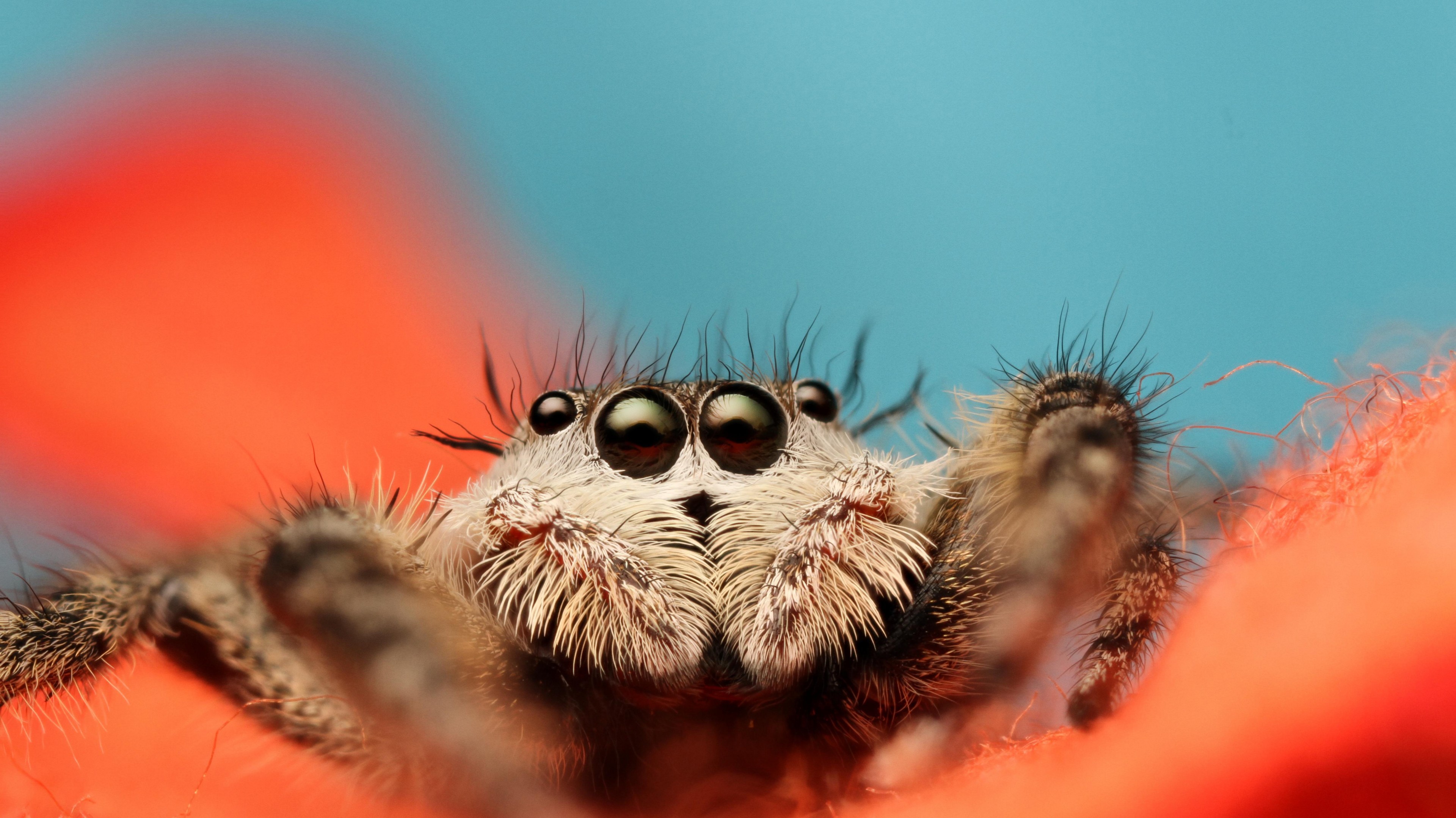 Wallpaper Jumping Spider, 5k, 4k wallpaper, 8k, macro, black, eyes