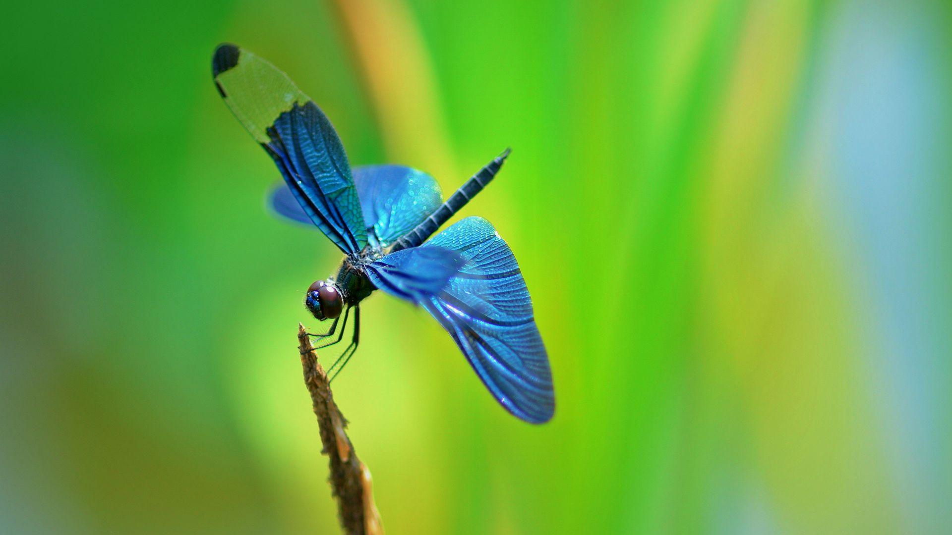 Blue Dragonfly HD Wallpaper, Background Image