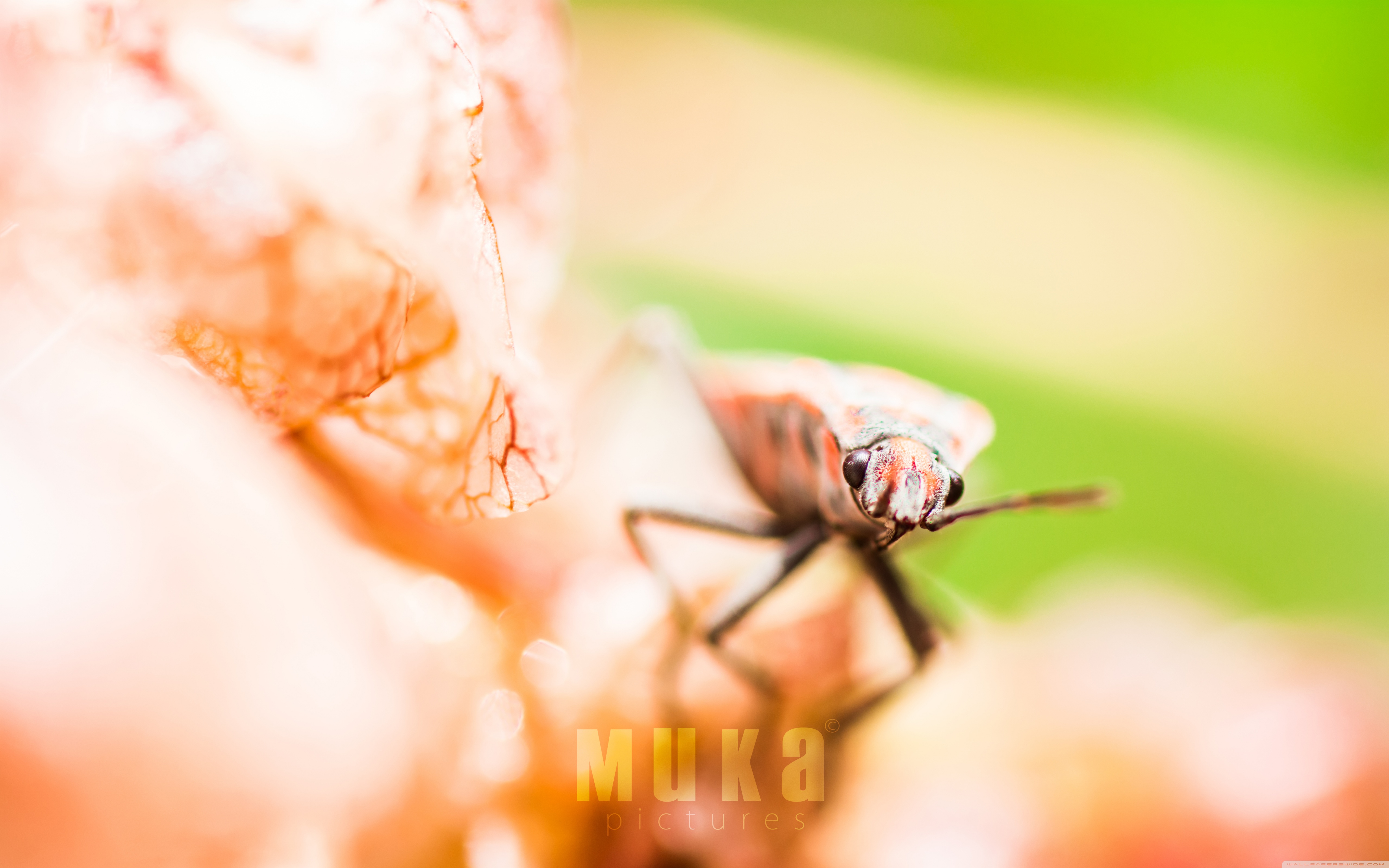 Cute Insects ❤ 4K HD Desktop Wallpaper for 4K Ultra HD TV • Wide