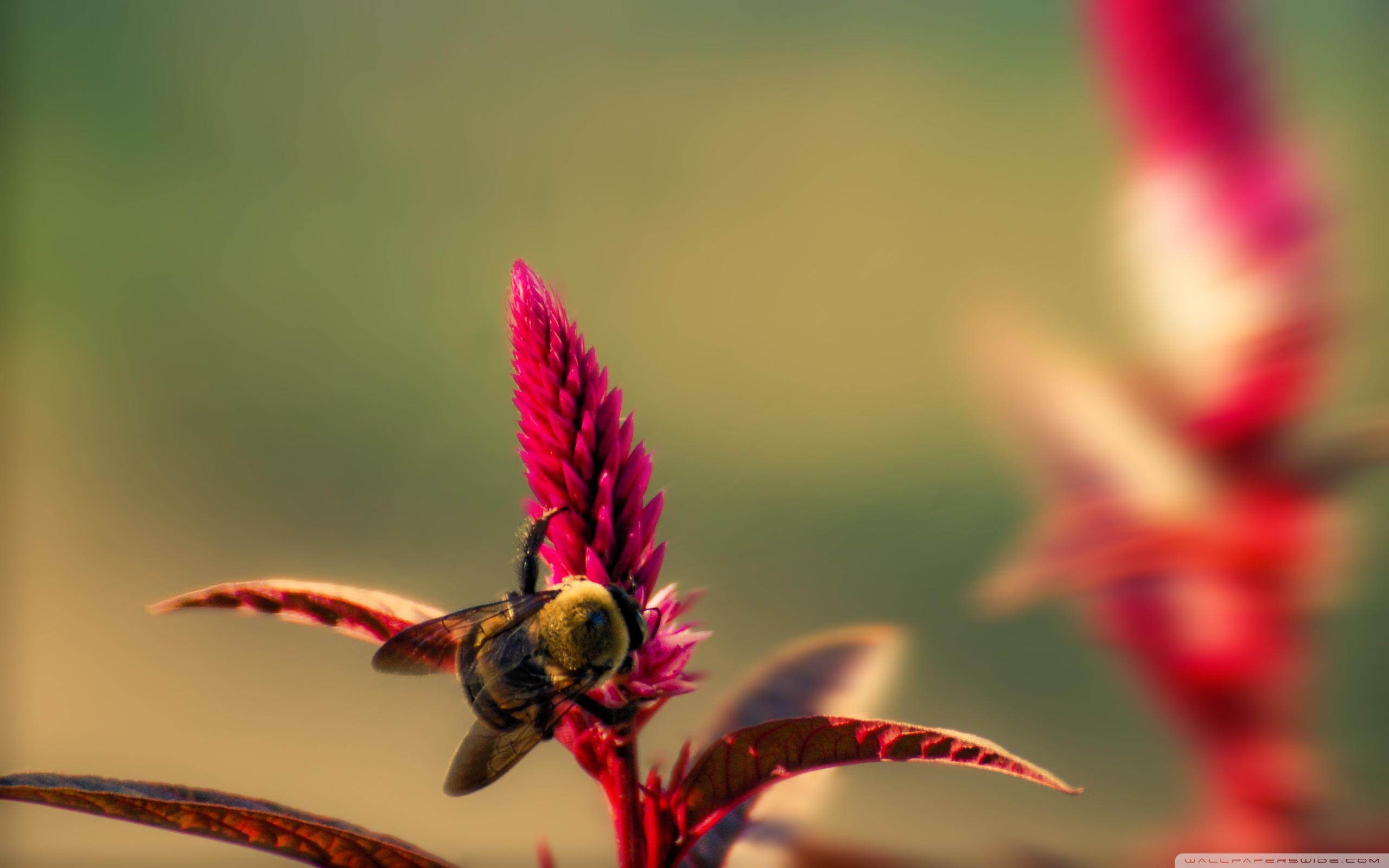 Bumble Bee Insect ❤ 4K HD Desktop Wallpaper for 4K Ultra HD TV