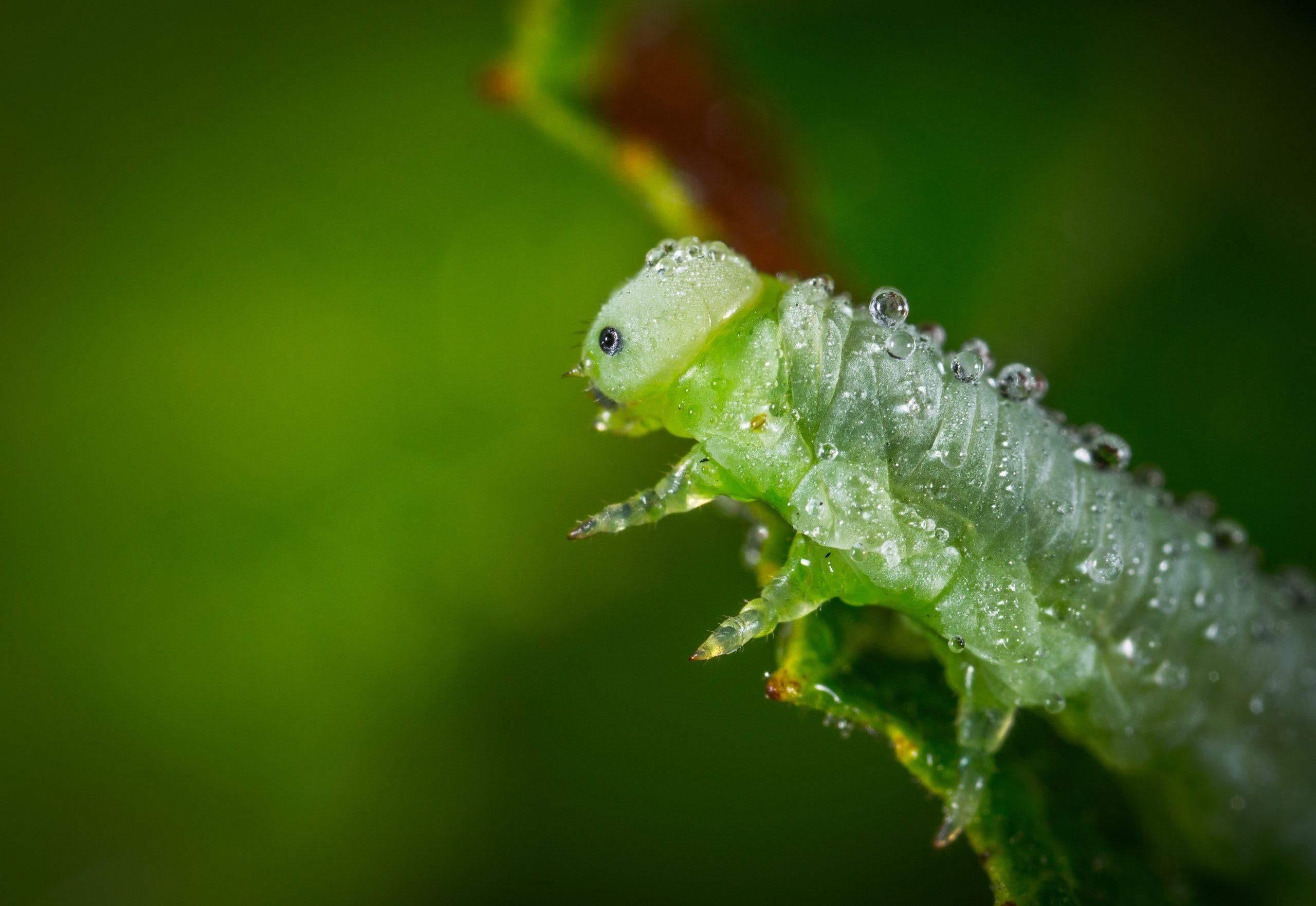 Caterpillars Insect Wallpaper Free HD Image for Download