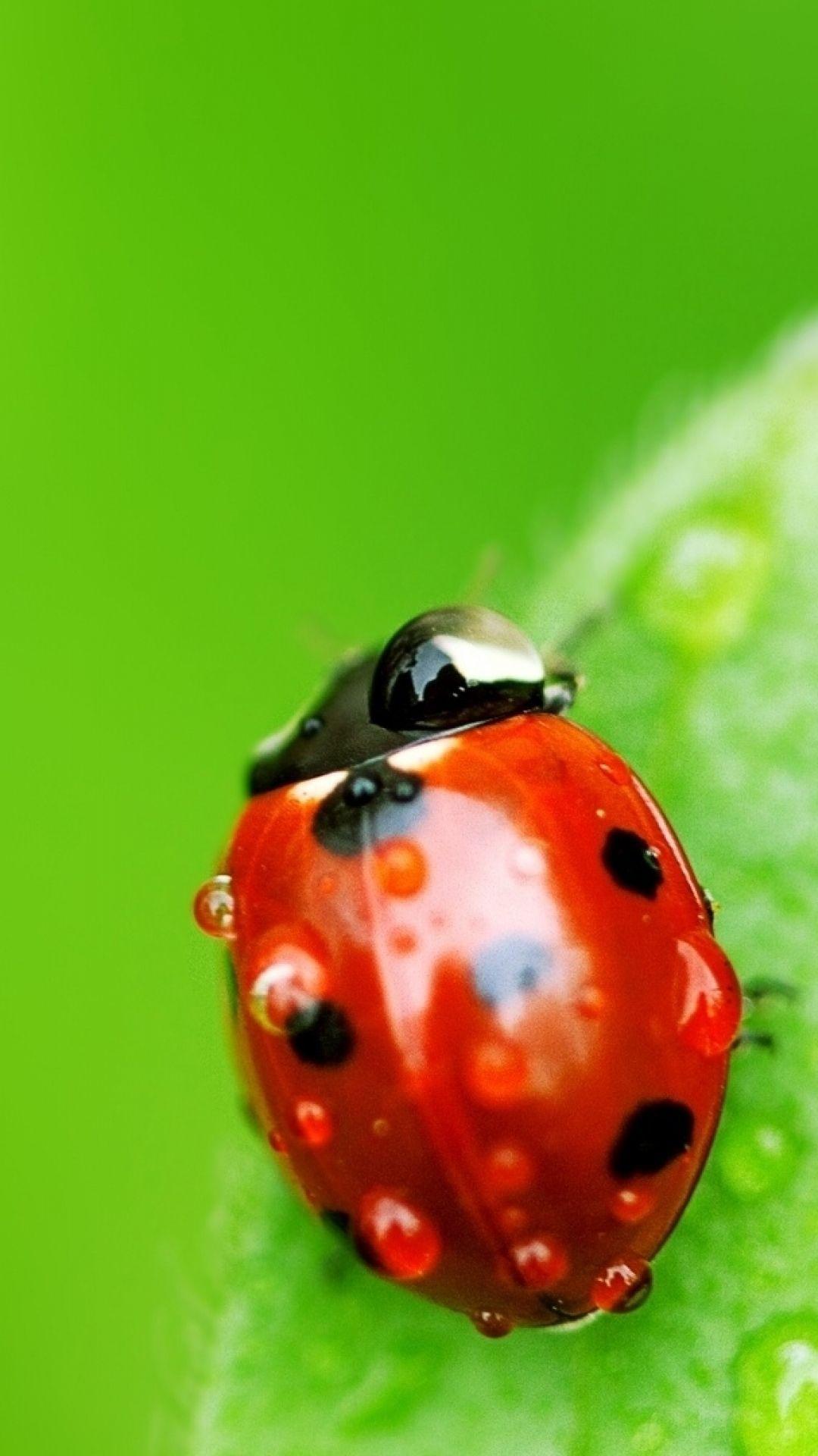 Wallpaper ladybug, leaf, drops, insect. Photography