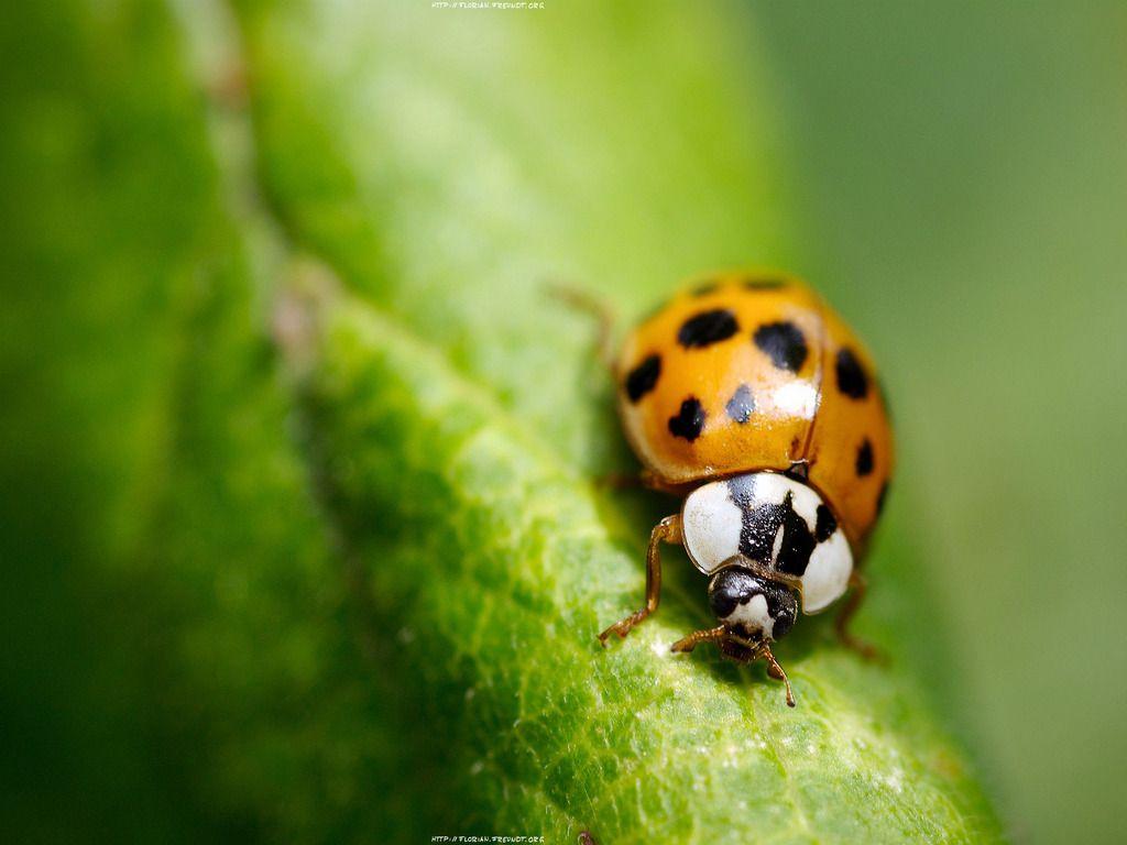 Cute Insect Wallpapers - Wallpaper Cave