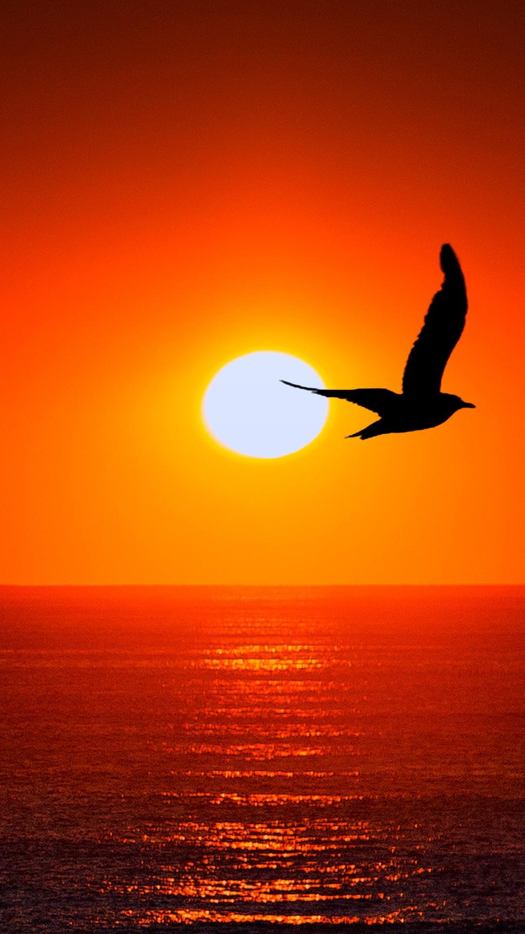 WALLPAPERS HD: Sunset Sea Bird Silhouette