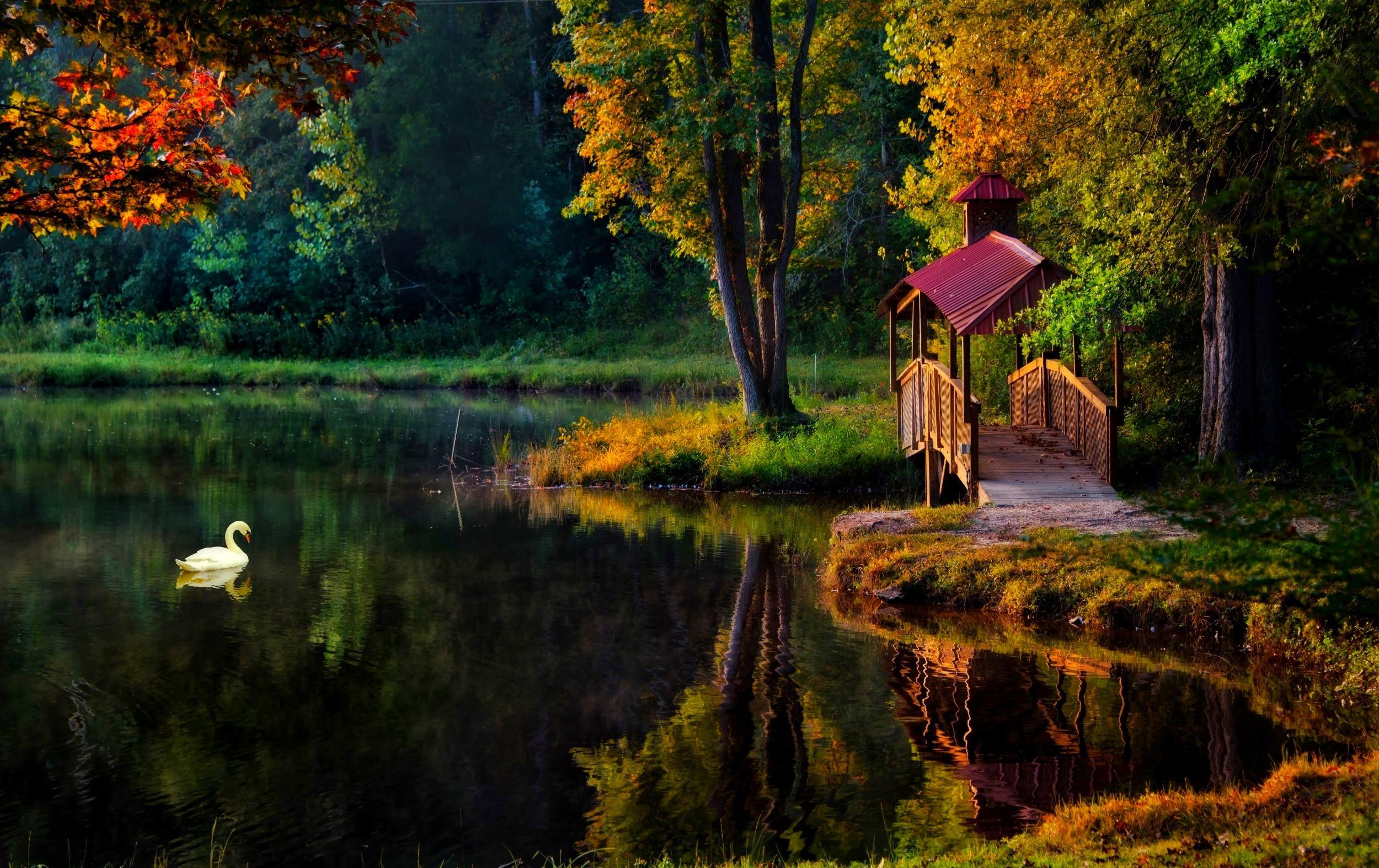 beautiful, reflection, swan, lake, bridge, fall, calm, trees