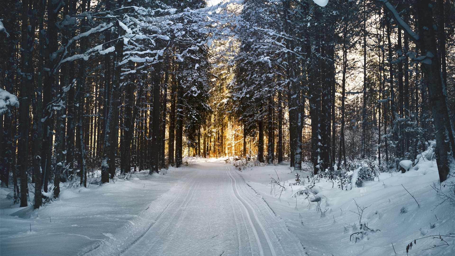 Forest Road Winter View Background Wallpaper