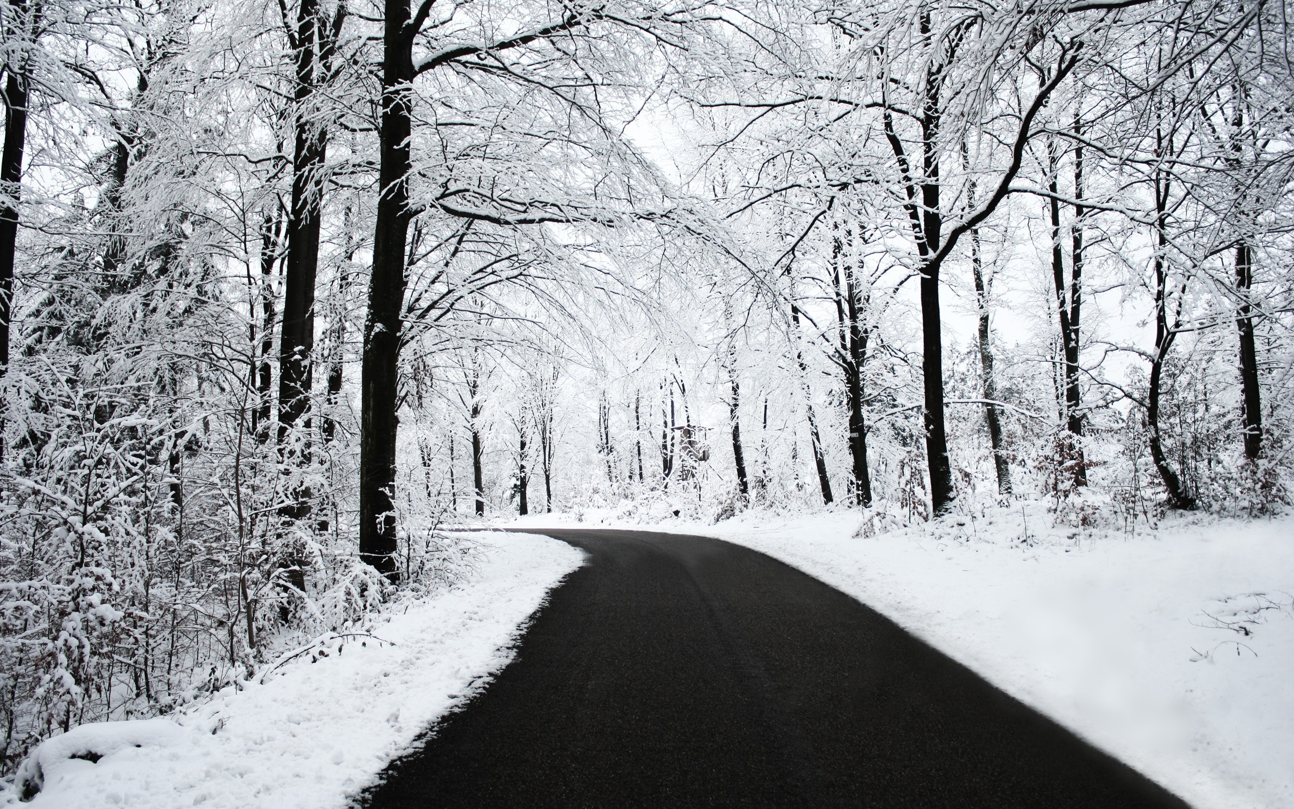 road snow black white winter forest nature wallpaper