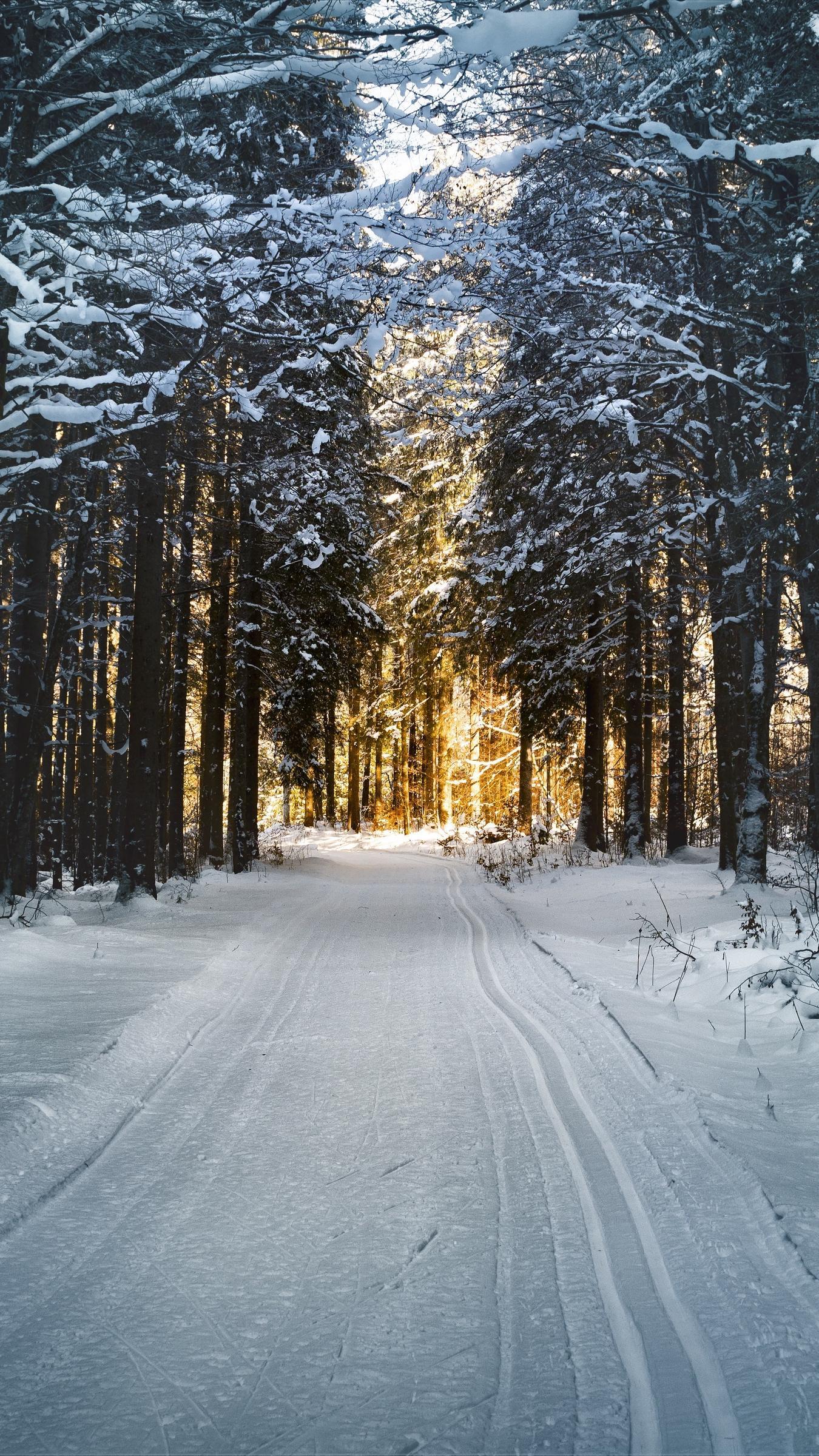 Download wallpaper 1350x2400 winter, trees, forest, road iphone 8+/7+/6s+/for parallax HD background