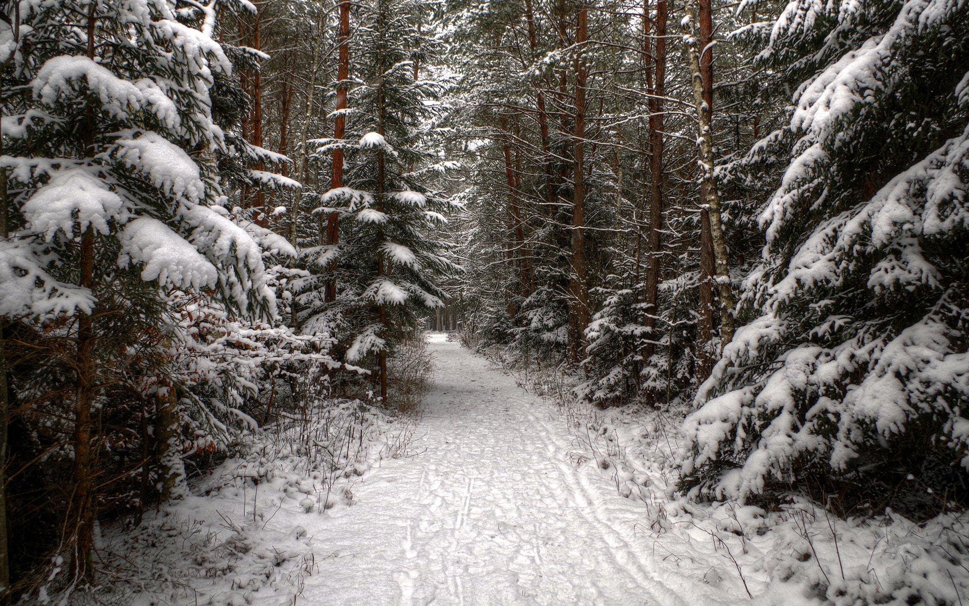 Winter forest path Wallpaper