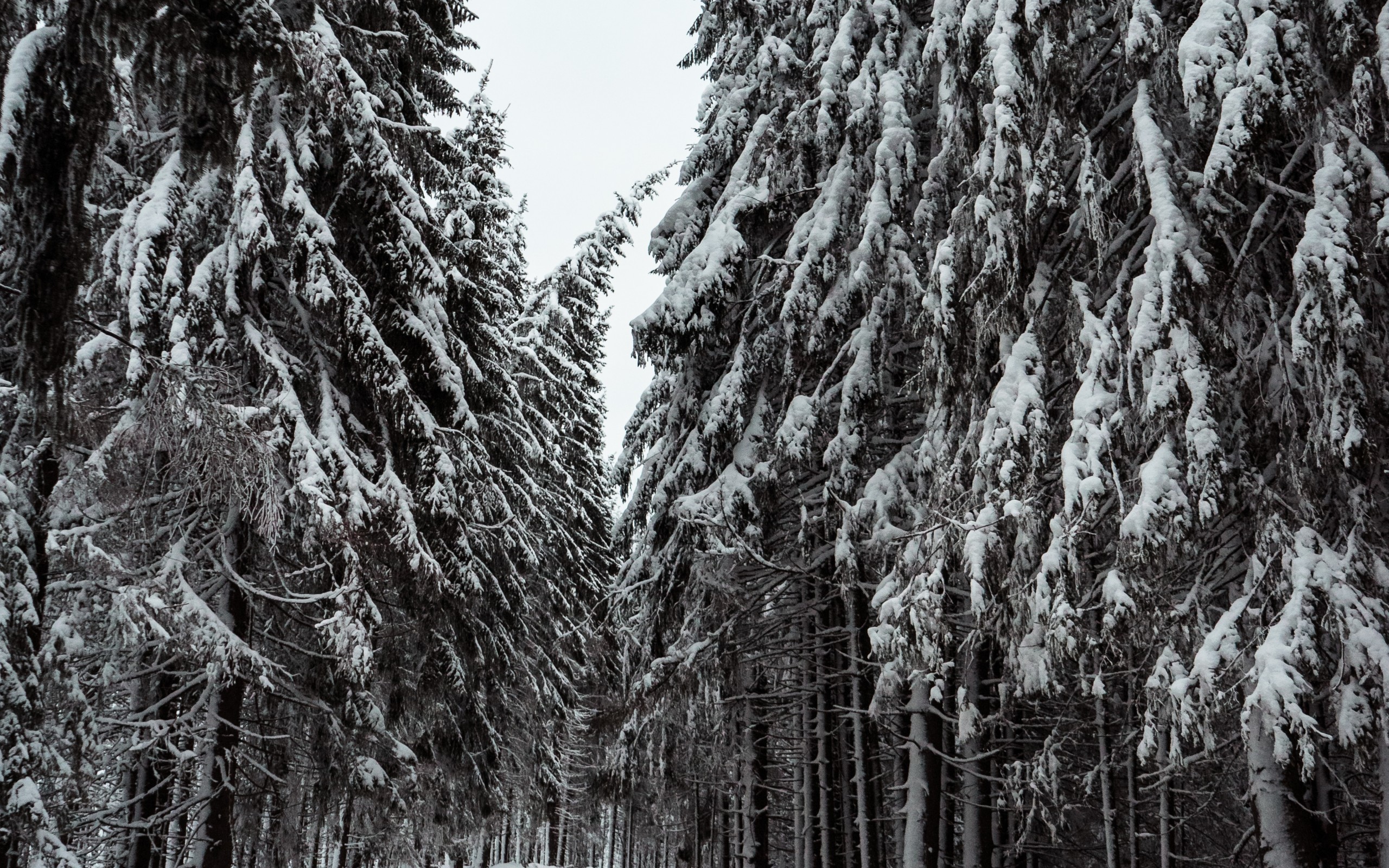 Download 2560x1600 Winter, Forest, Road, Snow, Frost, Trees
