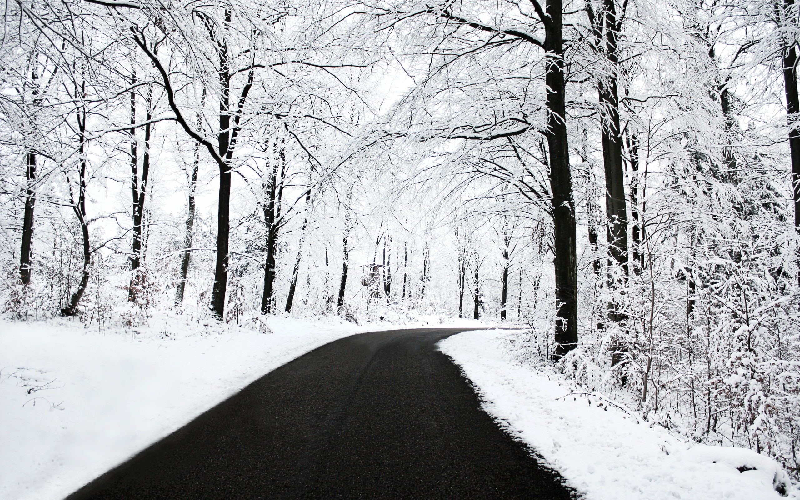 #winter, #forest, #snow, #trees, #road, wallpaper HD Wallpaper
