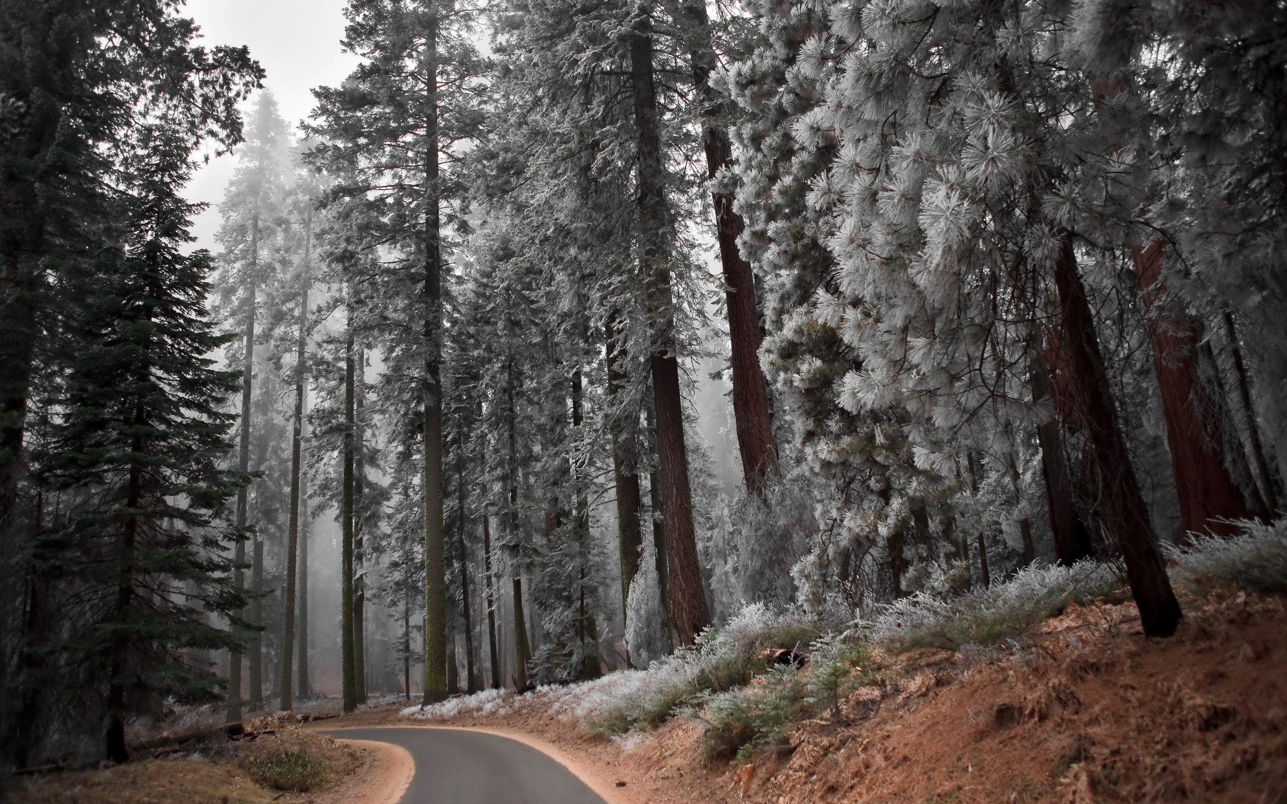 road winter trees forest snow wallpaper and background