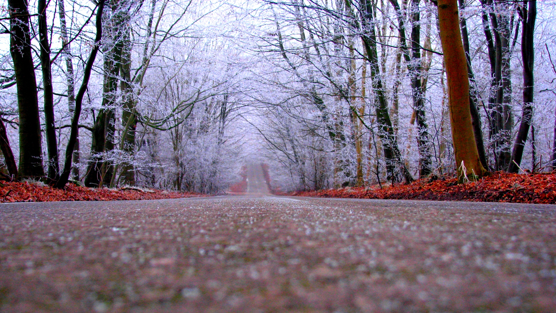 Forest Road Wallpaper 36170 1920x1080px