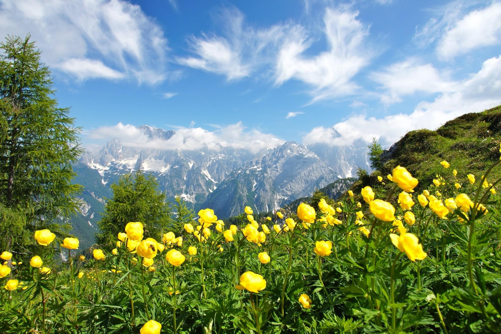 photography, Nature, Landscape, Summer, Wildflowers, Mountains