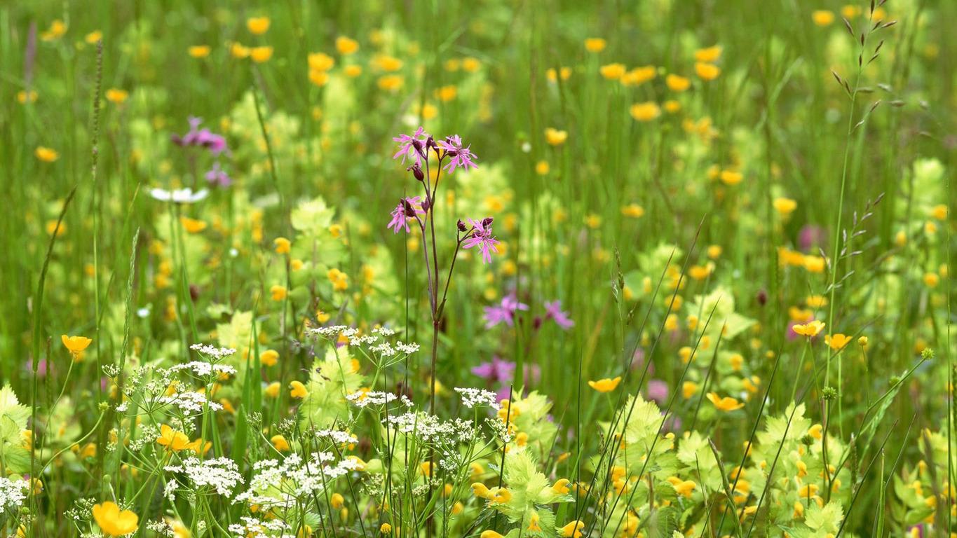 Summer Wildflowers Wallpapers Wallpaper Cave