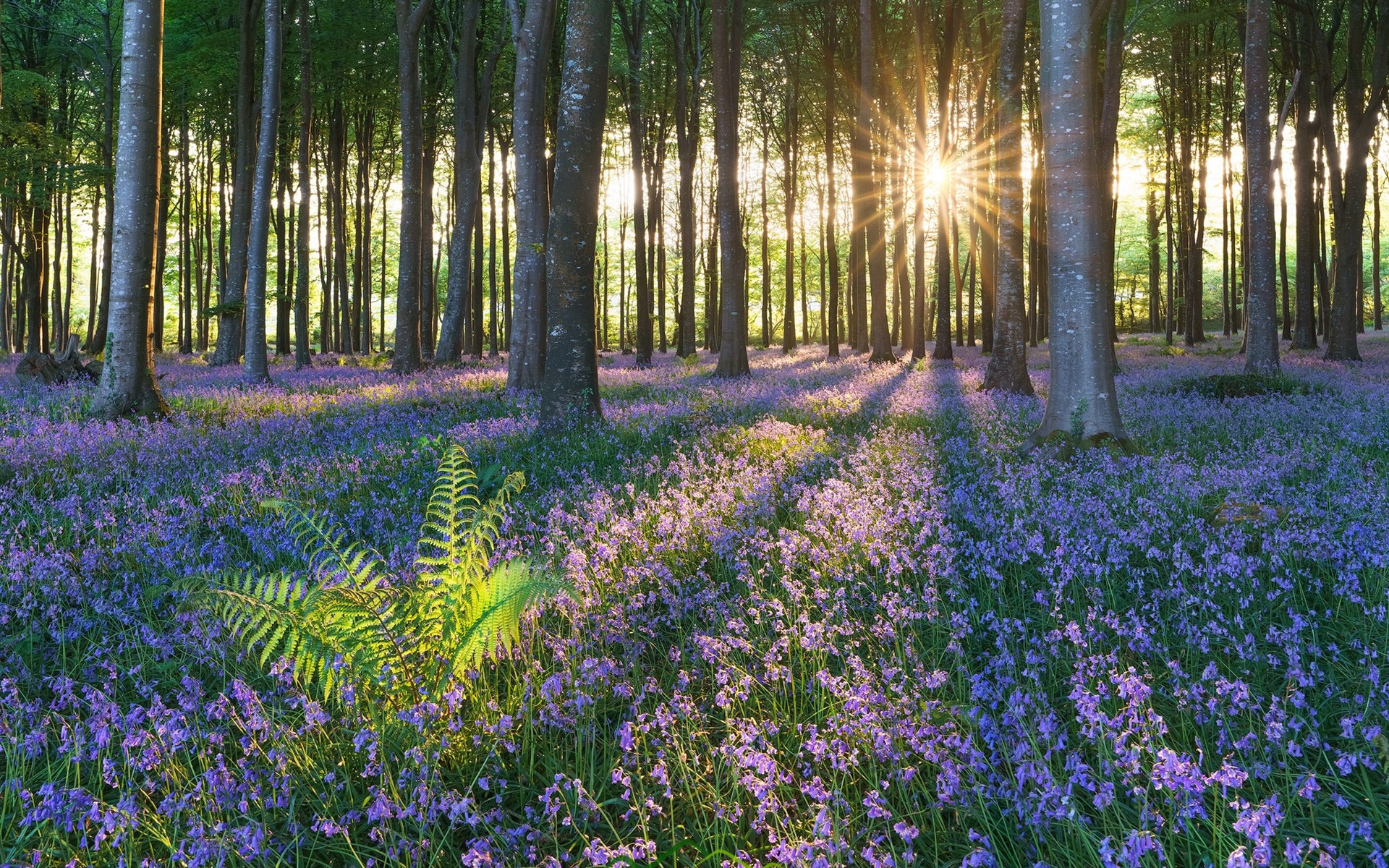 Wallpaper Summer, wildflowers, trees, forest, sun rays 1920x1200 HD
