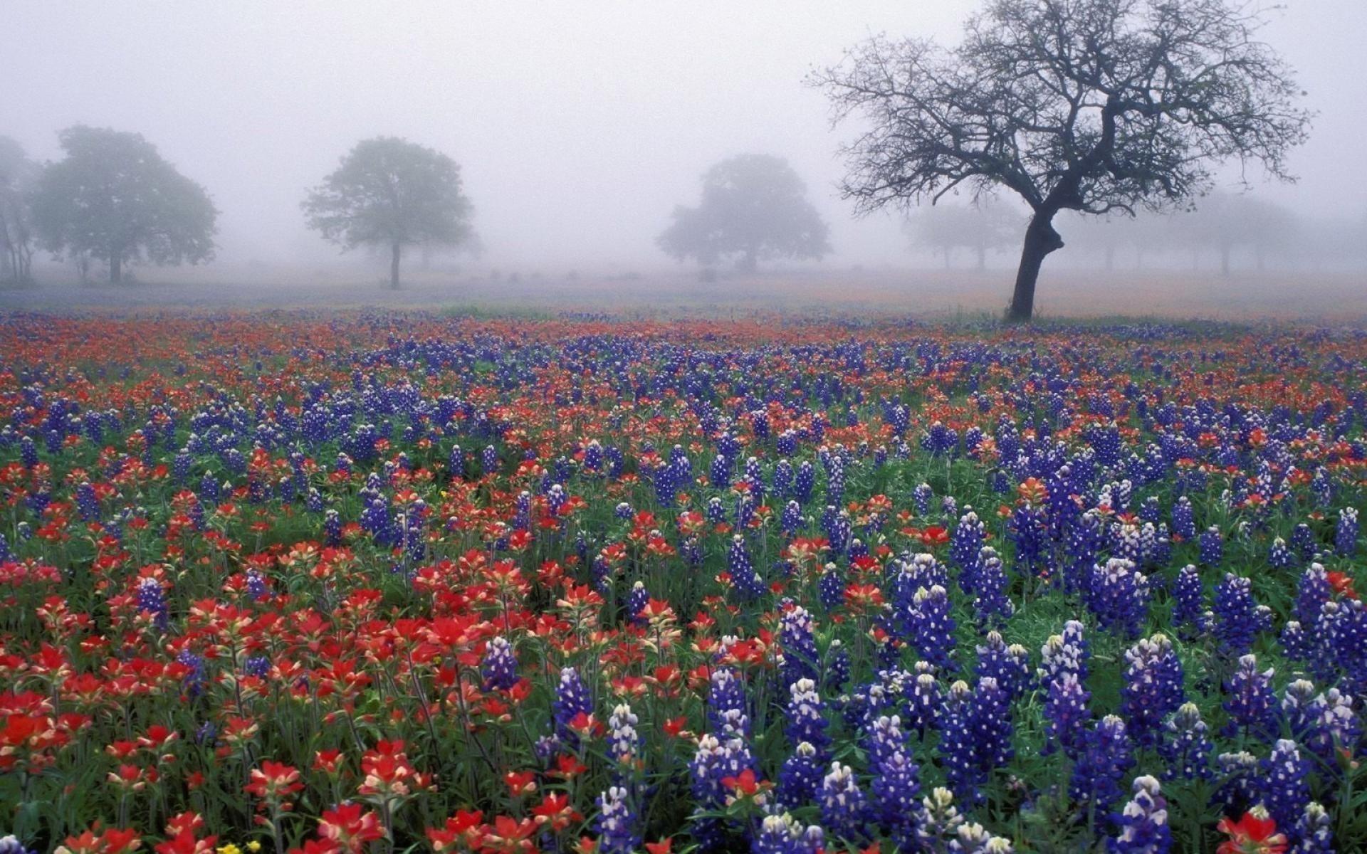 Wildflowers Wallpaper