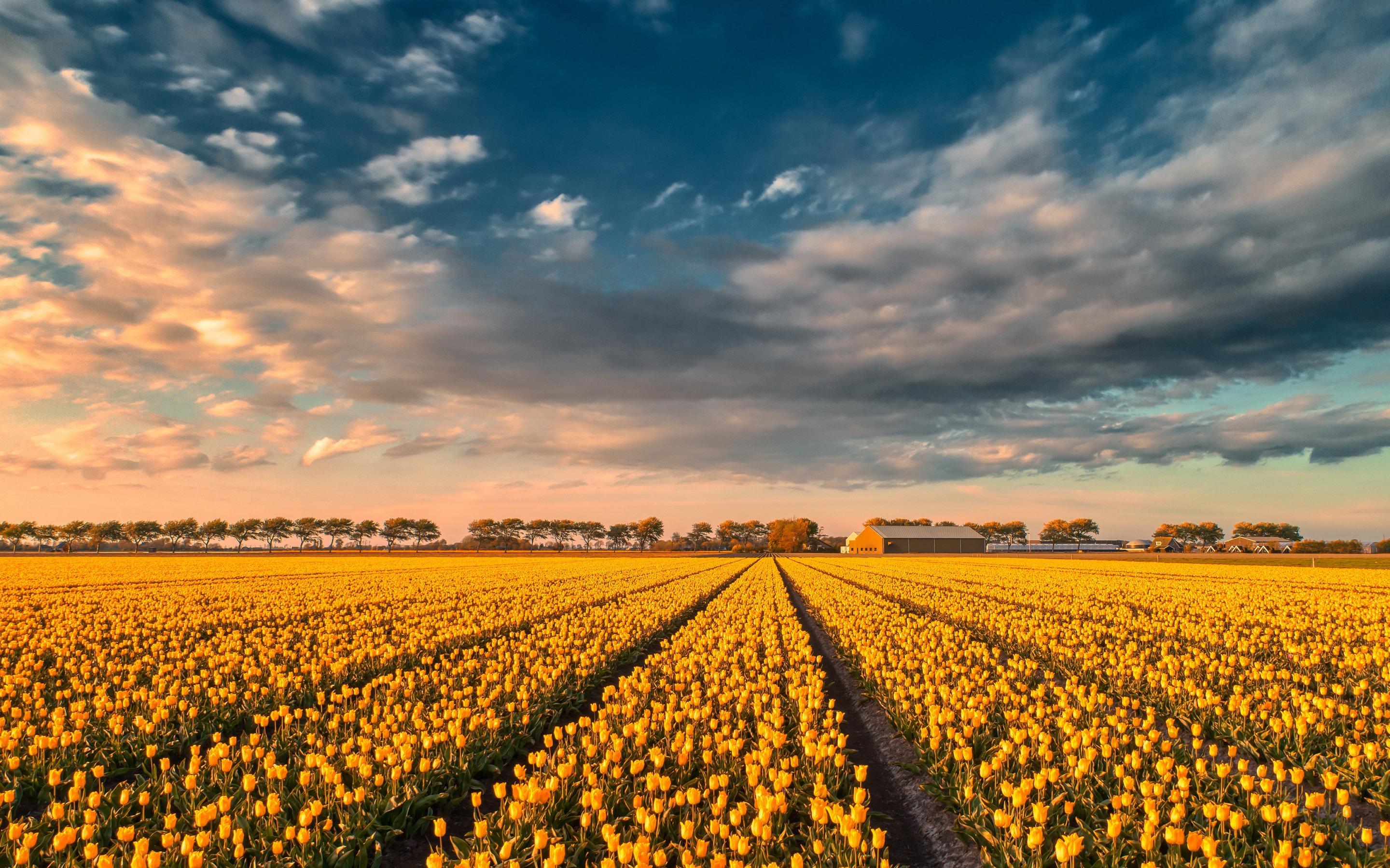 Download wallpaper yellow tulips, tulip field, sunset, evening