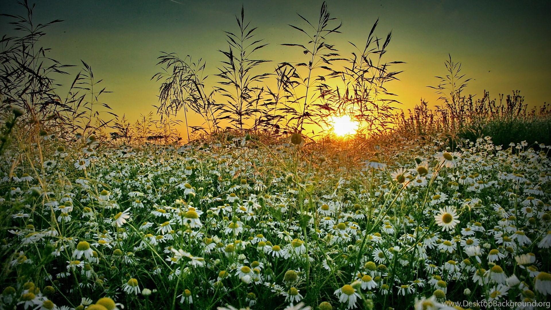 Grass Chamomile Sunset Summer Wildflower D Wallpaper Desktop Background