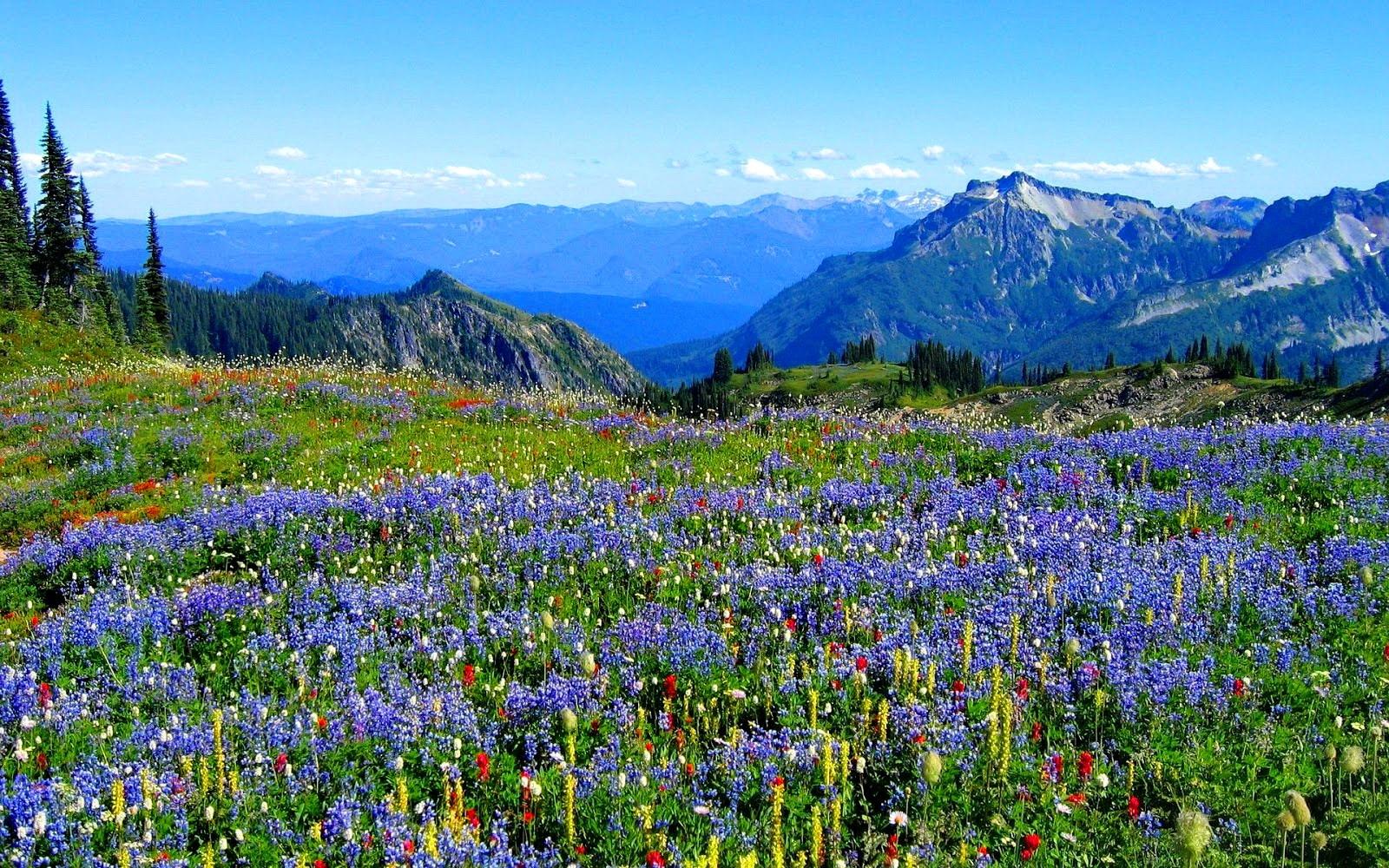 Flowers: Fresh Nature Field Wildflowers Peaks Lovely Delight