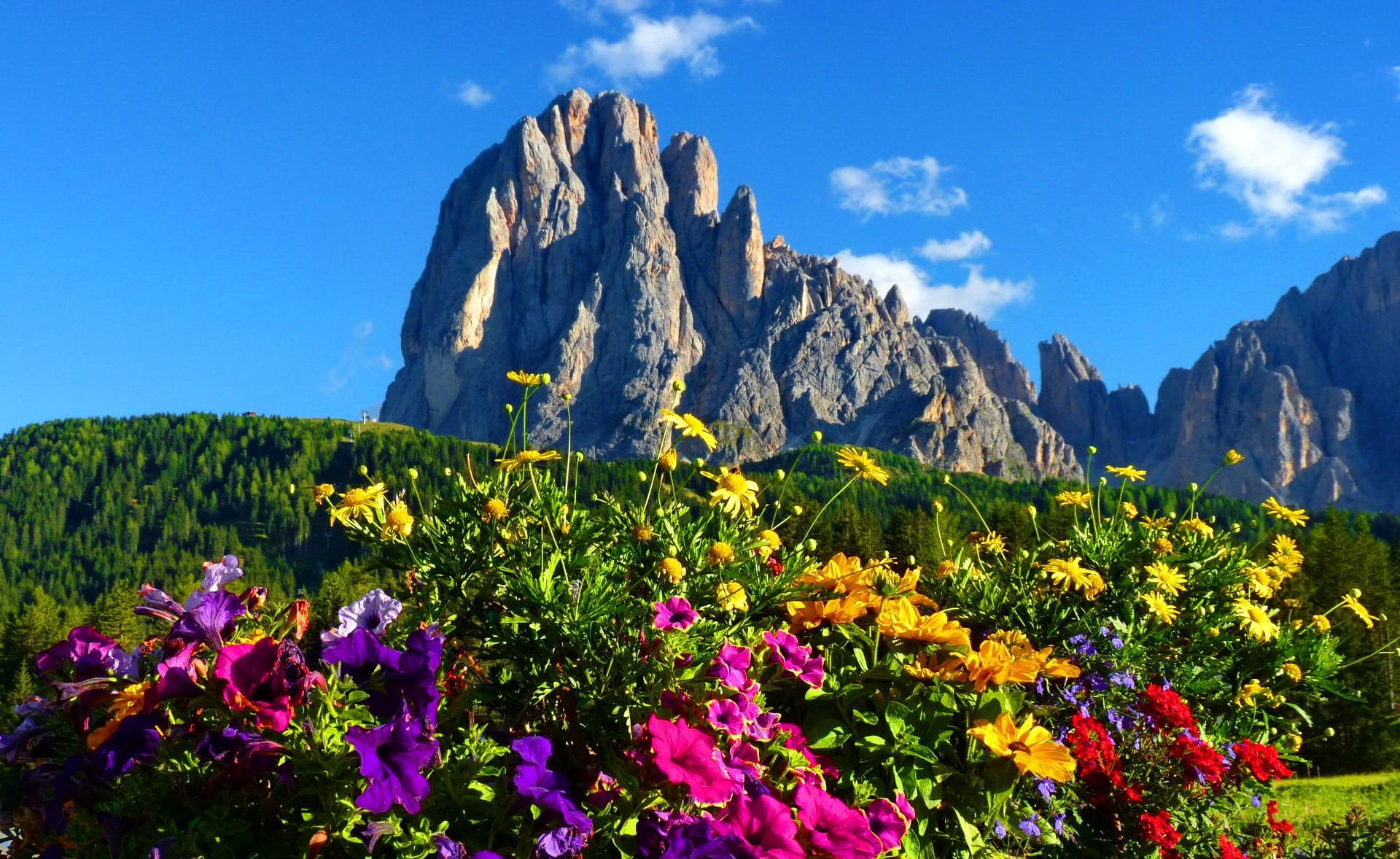 Mountains: Dolomites Italy Colorful Grass Mountain Rocks Flowers