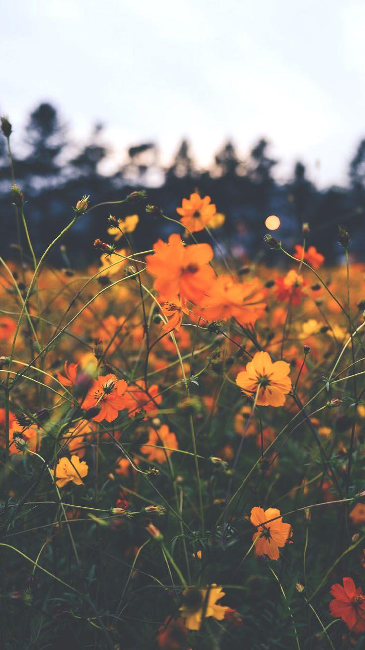 Celebrating Summer with 21 Wildflower iPhone Wallpaper. •Flower
