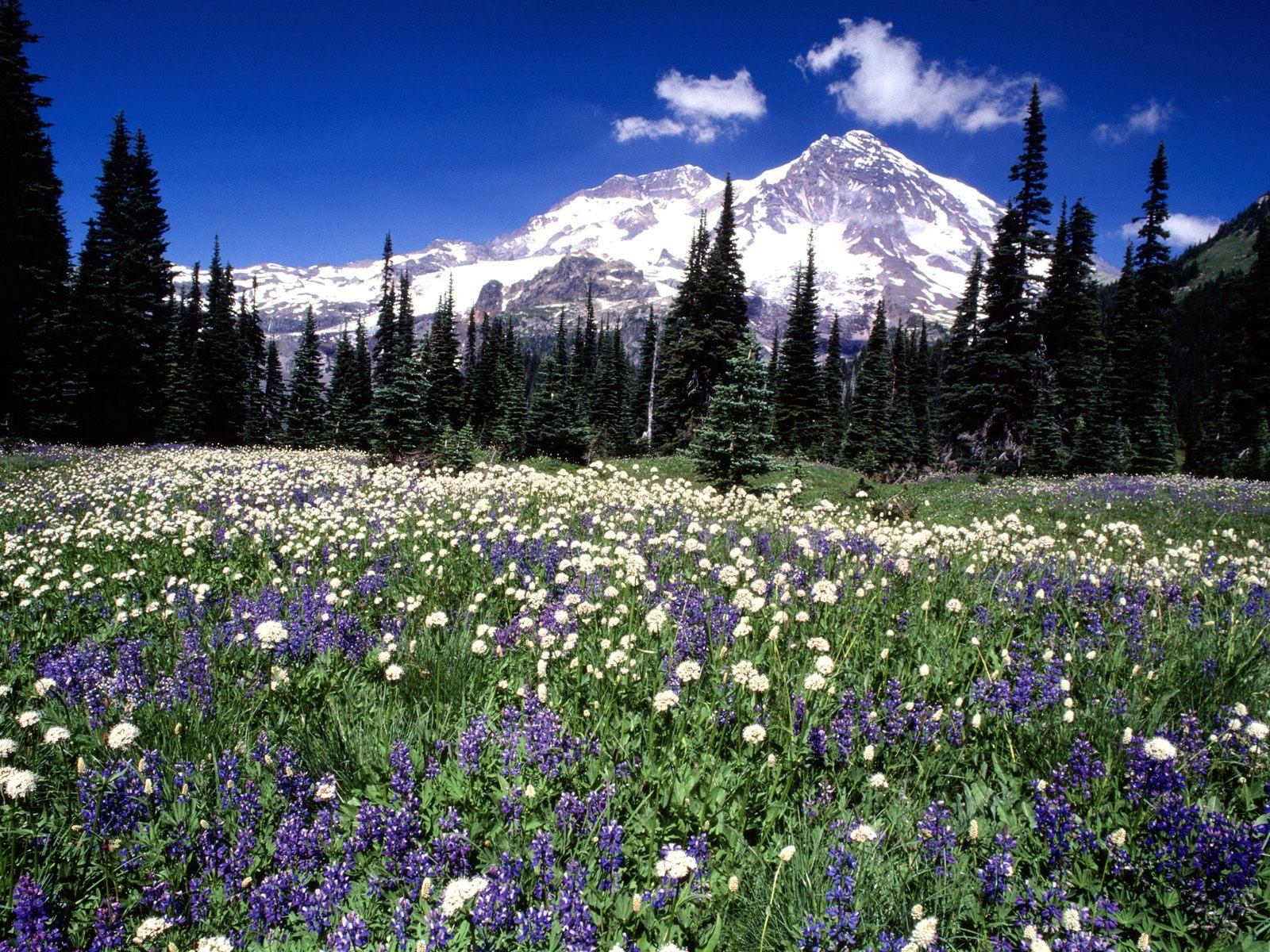Mountains 3 Wildflowers, Mount Rainier