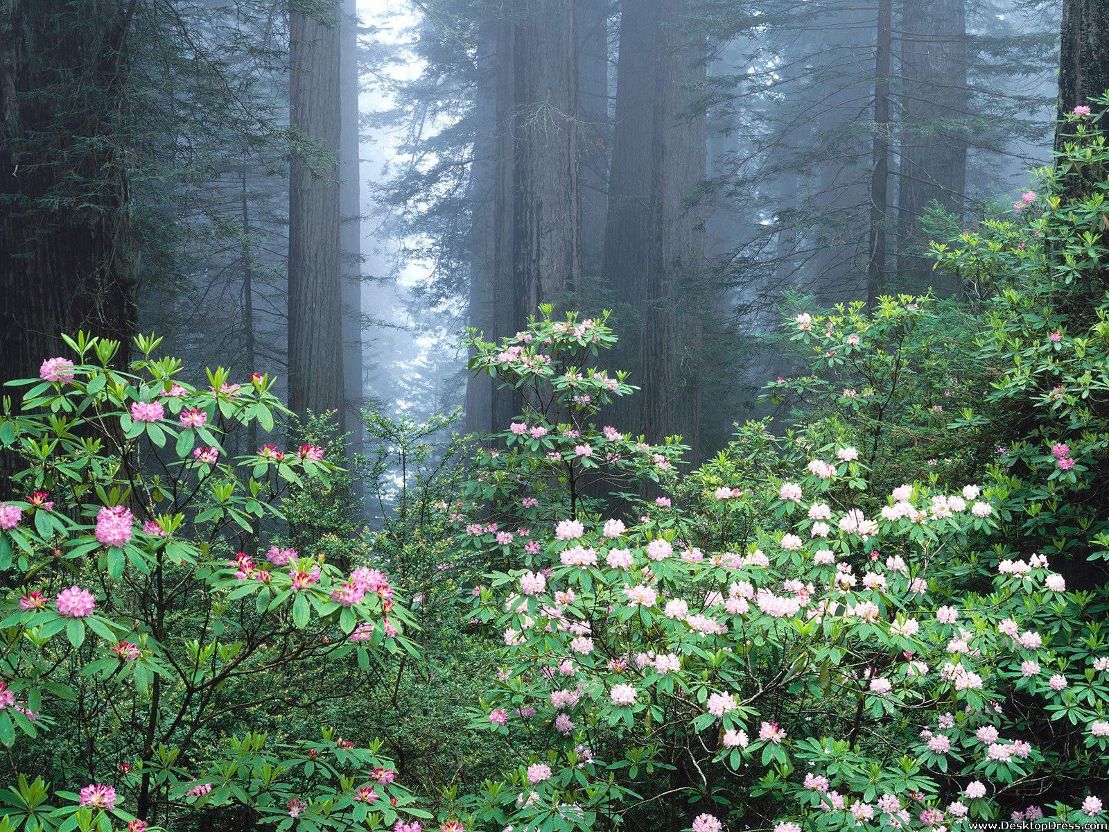 Rhododendrons Bloom Wallpapers - Wallpaper Cave