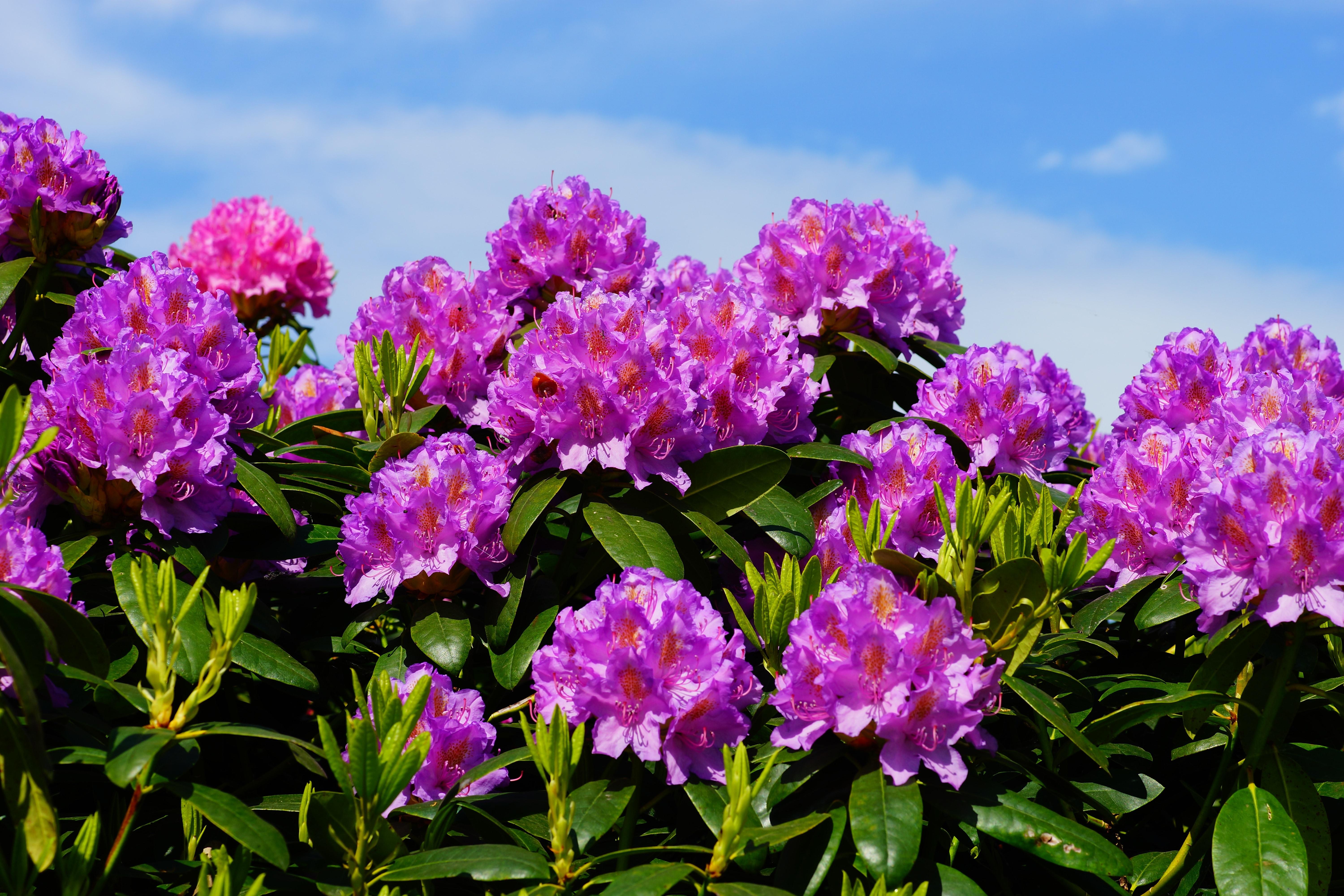 Rhododendrons Bloom Wallpapers - Wallpaper Cave