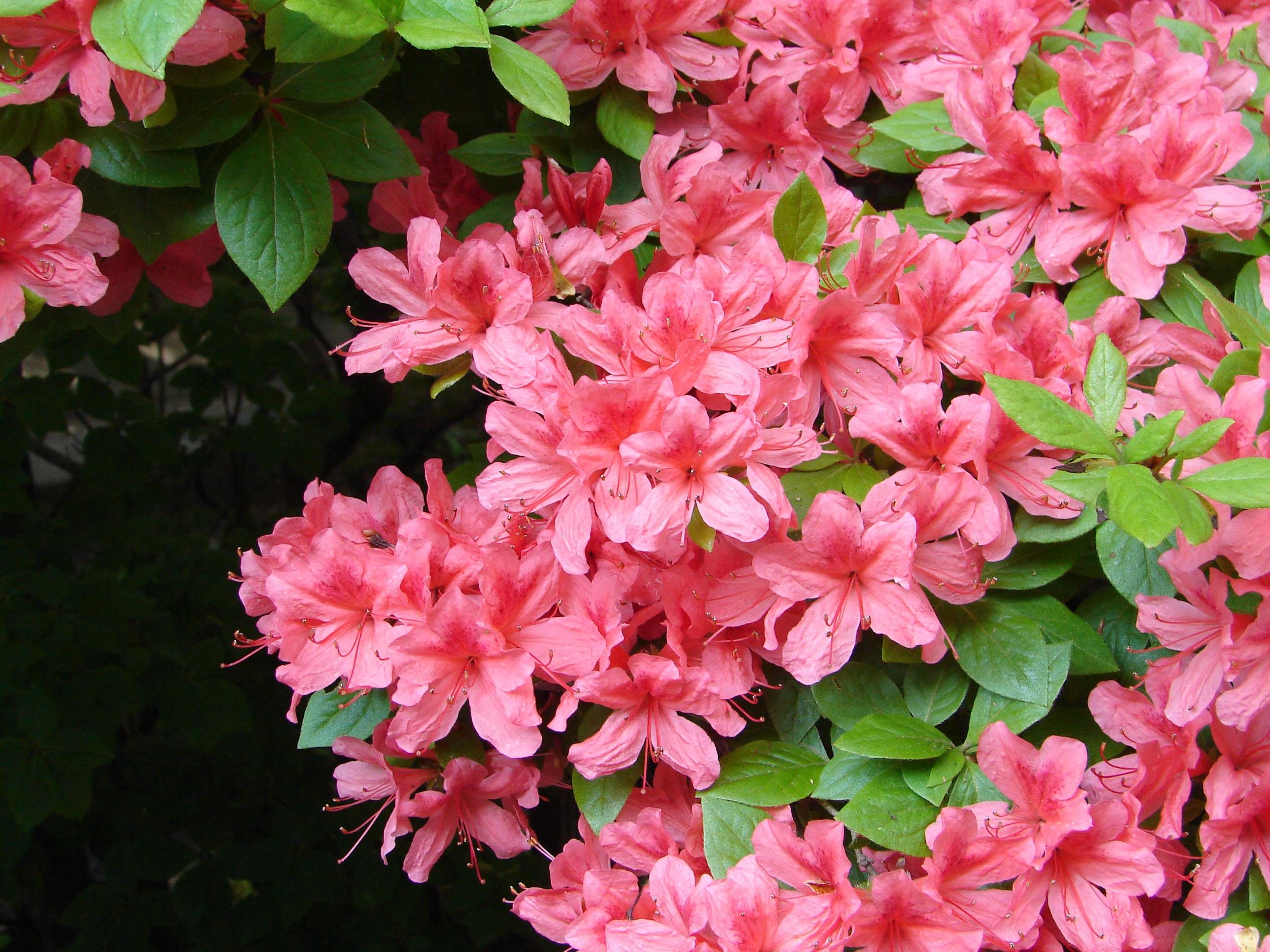 Rhododendrons Bloom Wallpapers - Wallpaper Cave