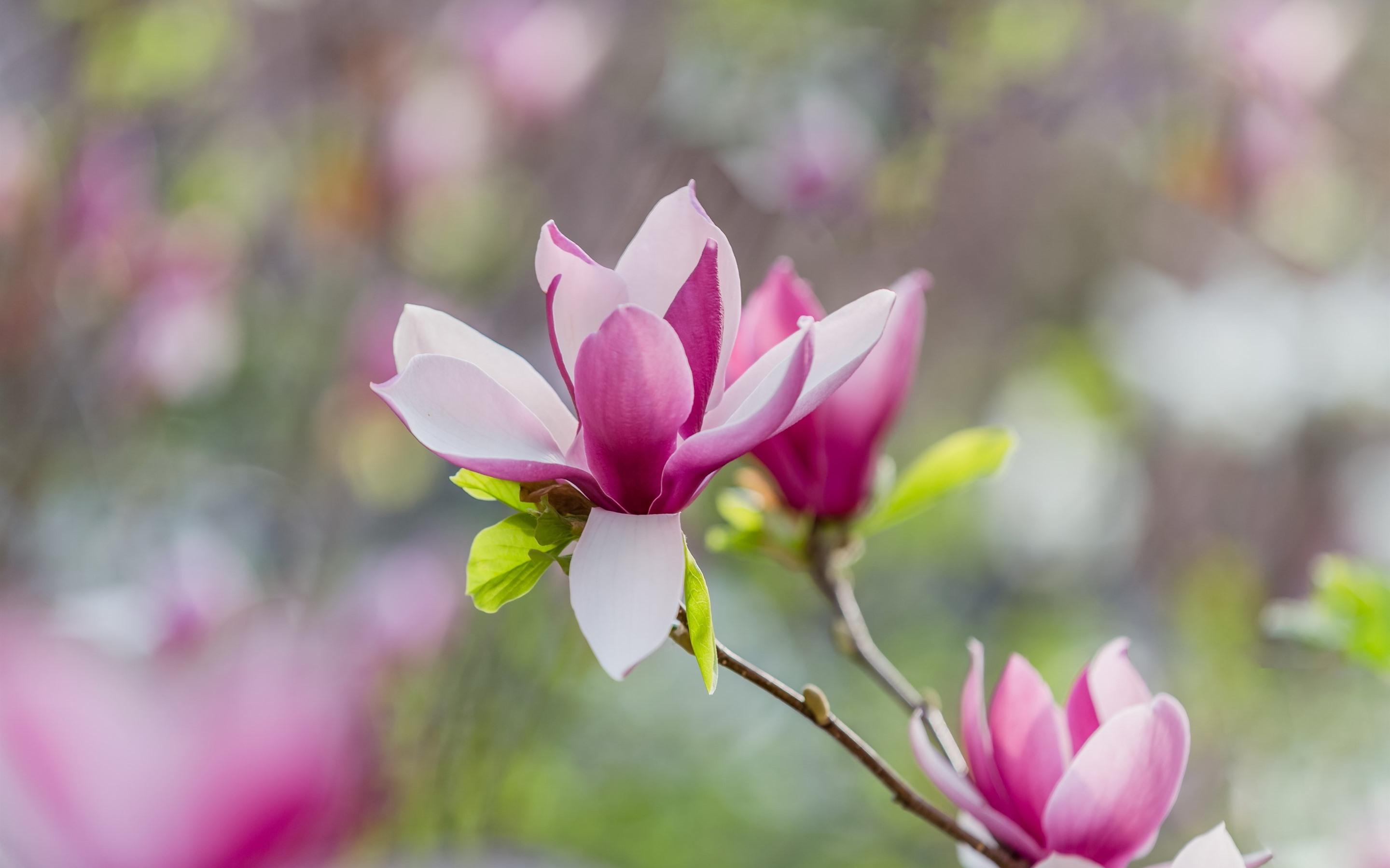 Rhododendrons Bloom Wallpapers - Wallpaper Cave