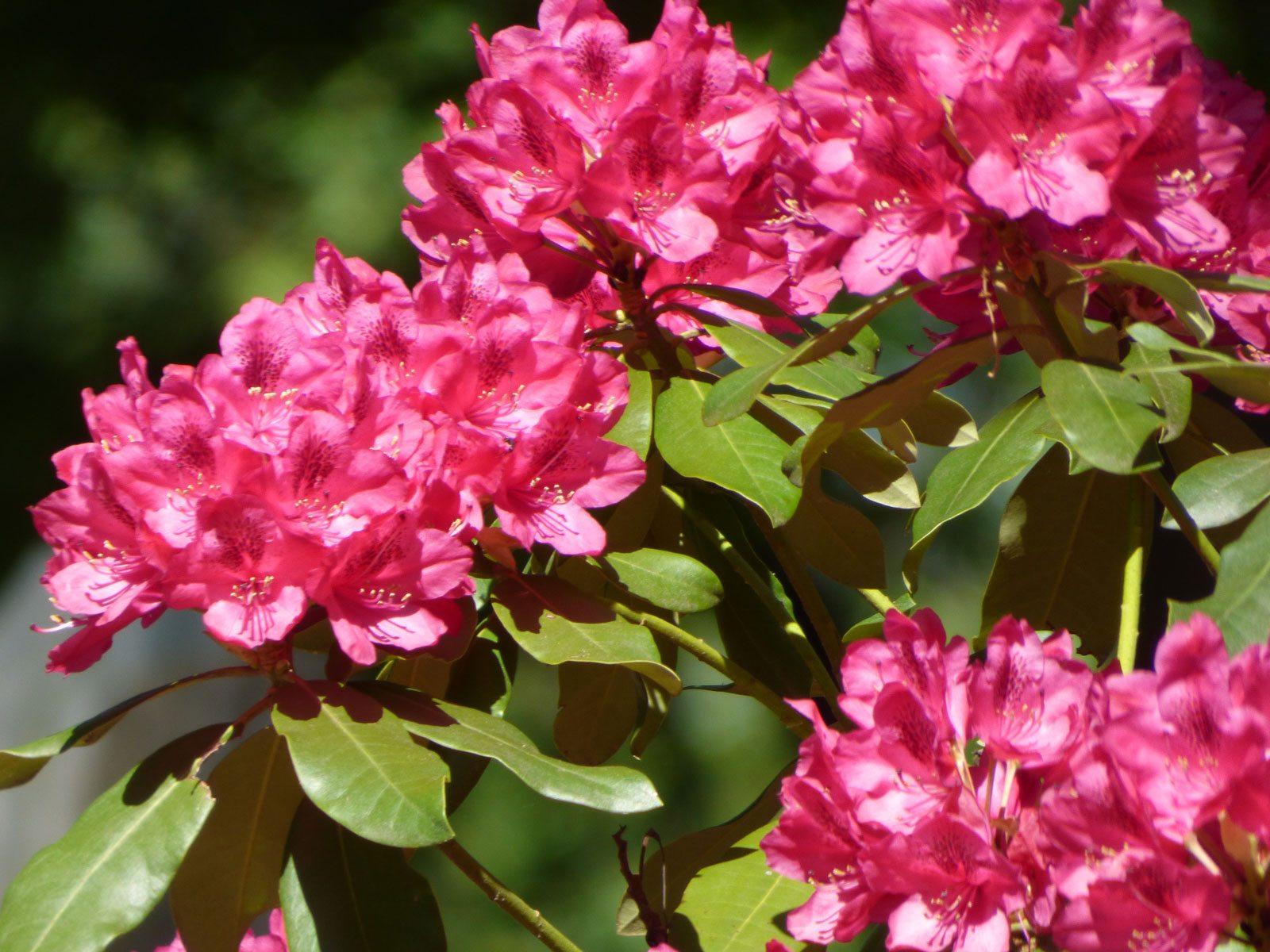Fertilizing Rhododendron Bushes How And When To Feed A