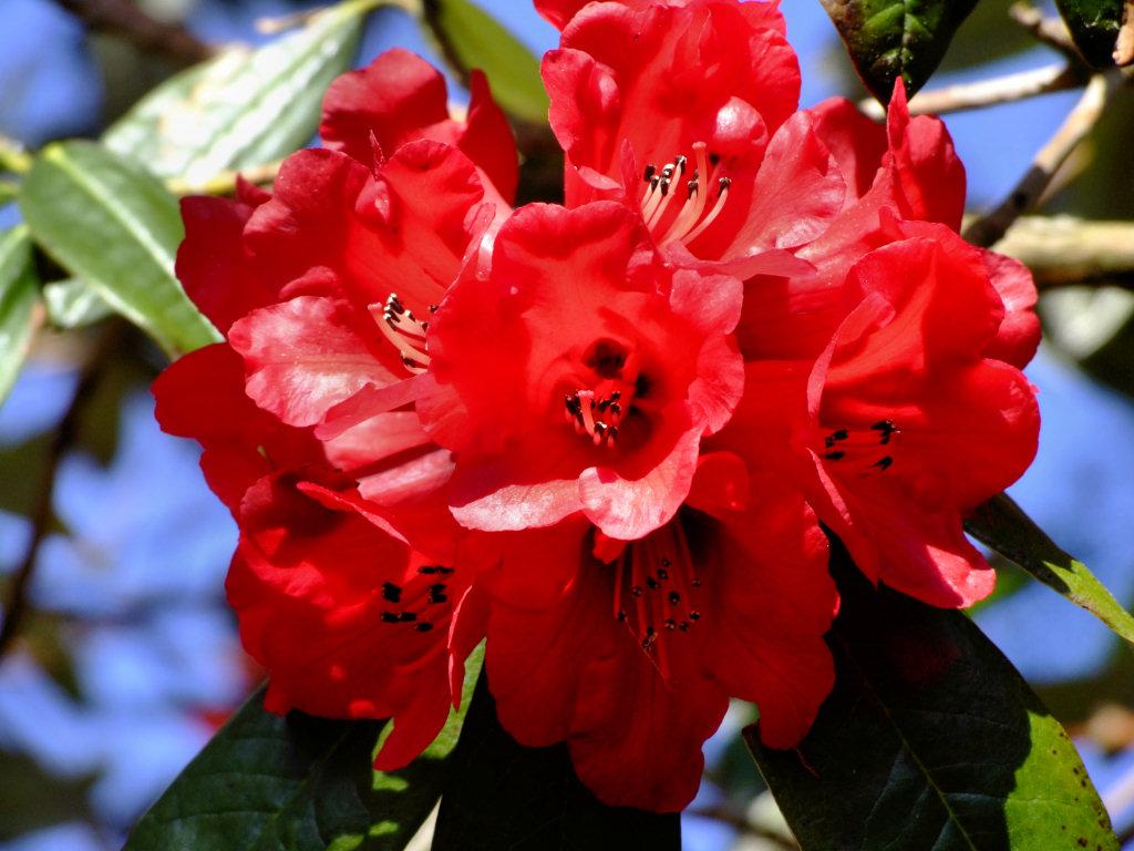 Information about Nature: RHODODENDRON FLOWER
