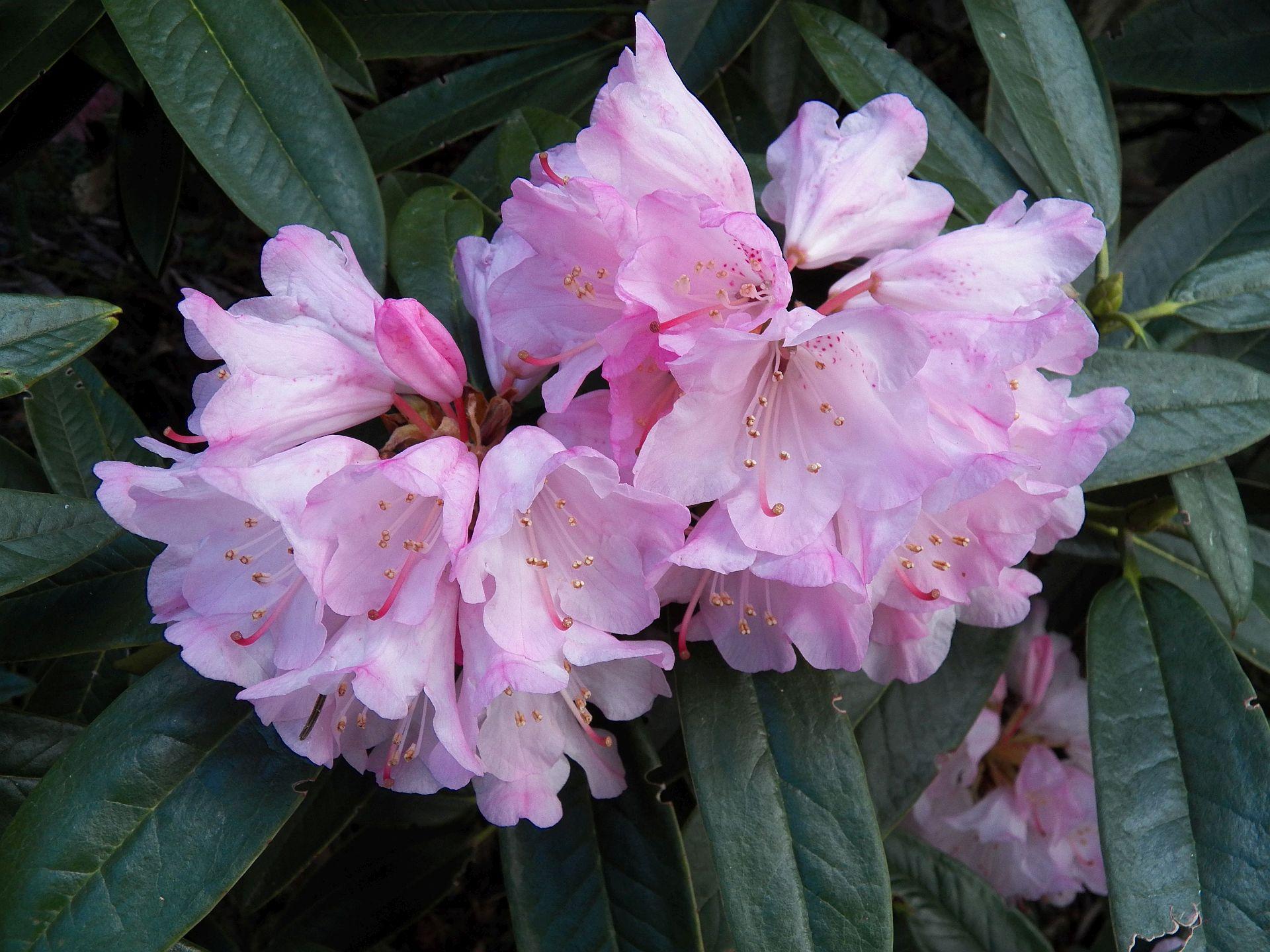 Rhododendrons in Bloom