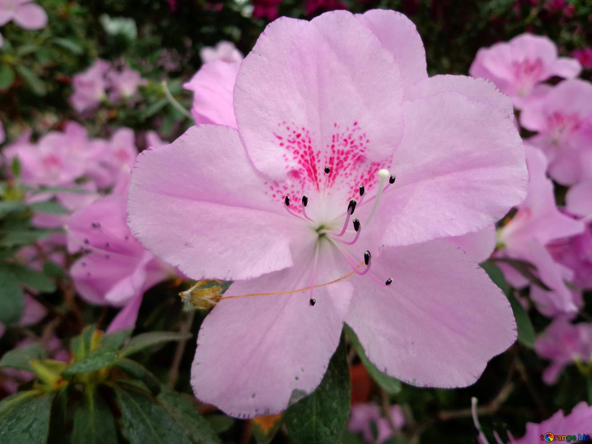 Azalea rhododendron flower blooming azalea bush № 29333