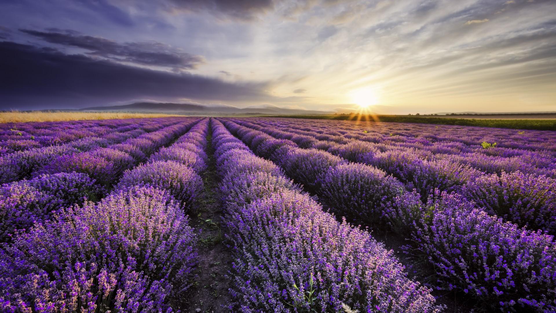 Sunrise and dramatic clouds over lavender field, Bulgaria. Windows