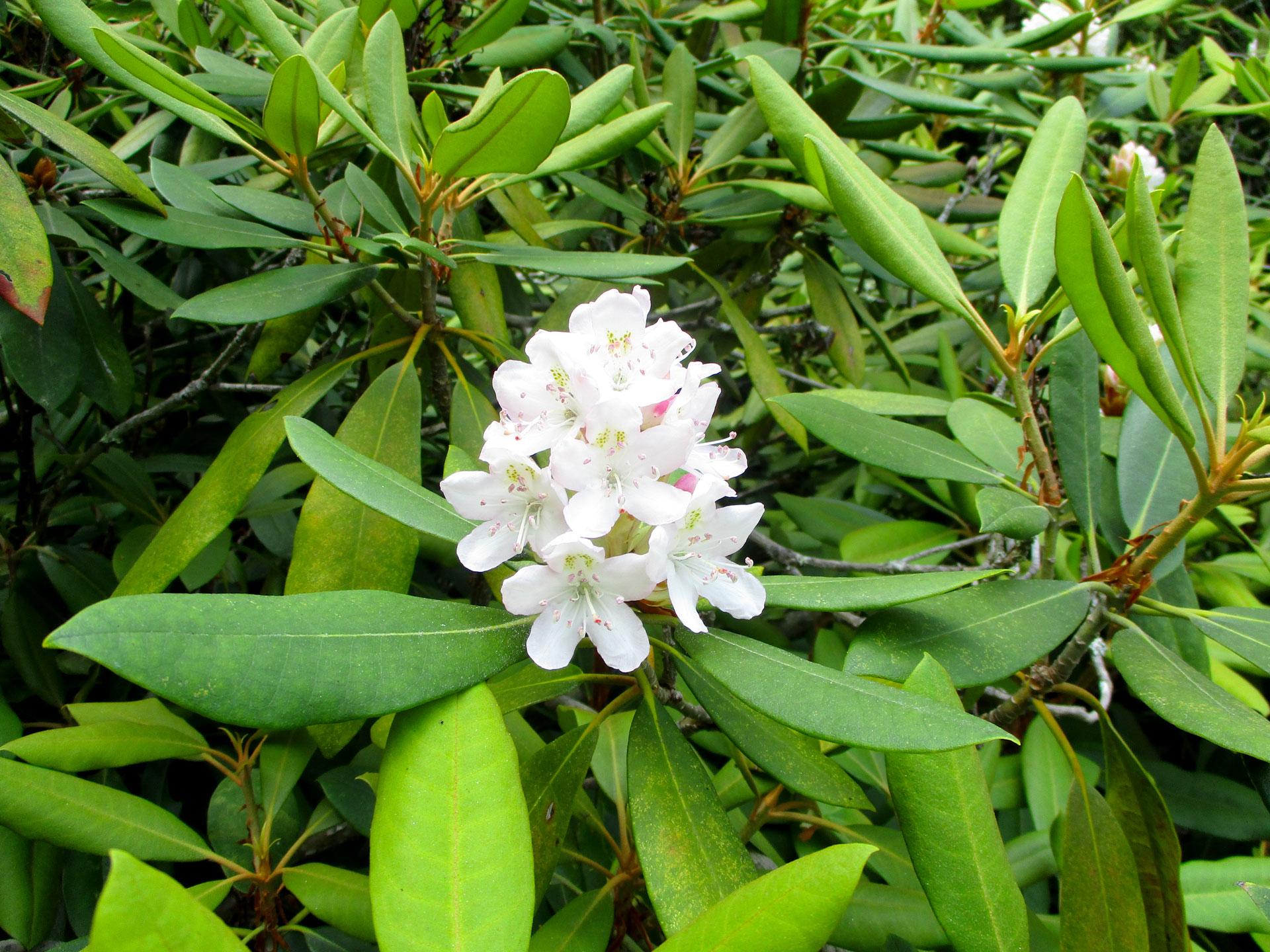 Rhododendron Bloom Report: July 8, 2016