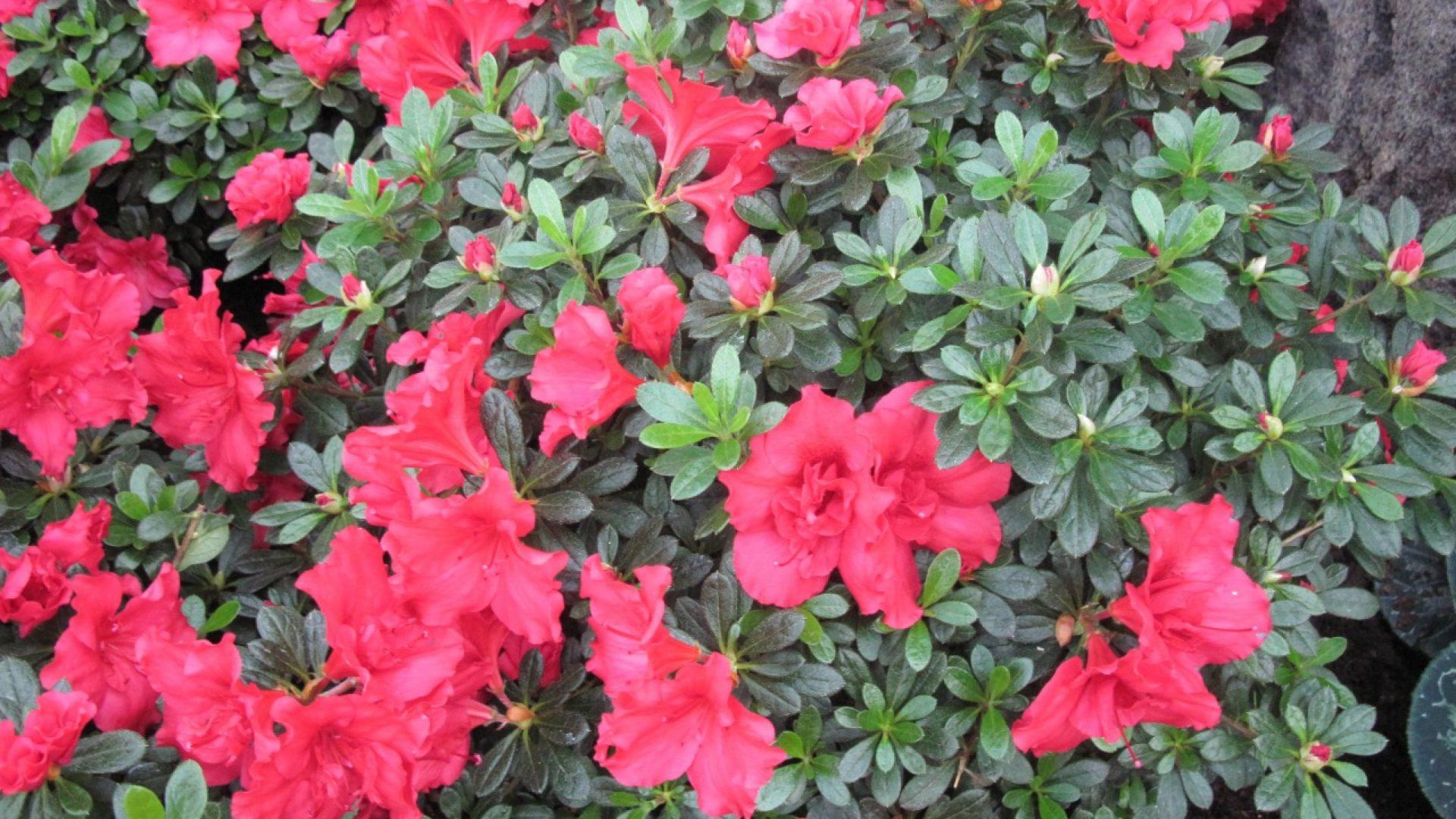 Azalea Tag wallpaper: Nature Flower Rhododendron Red Flowers Azalea