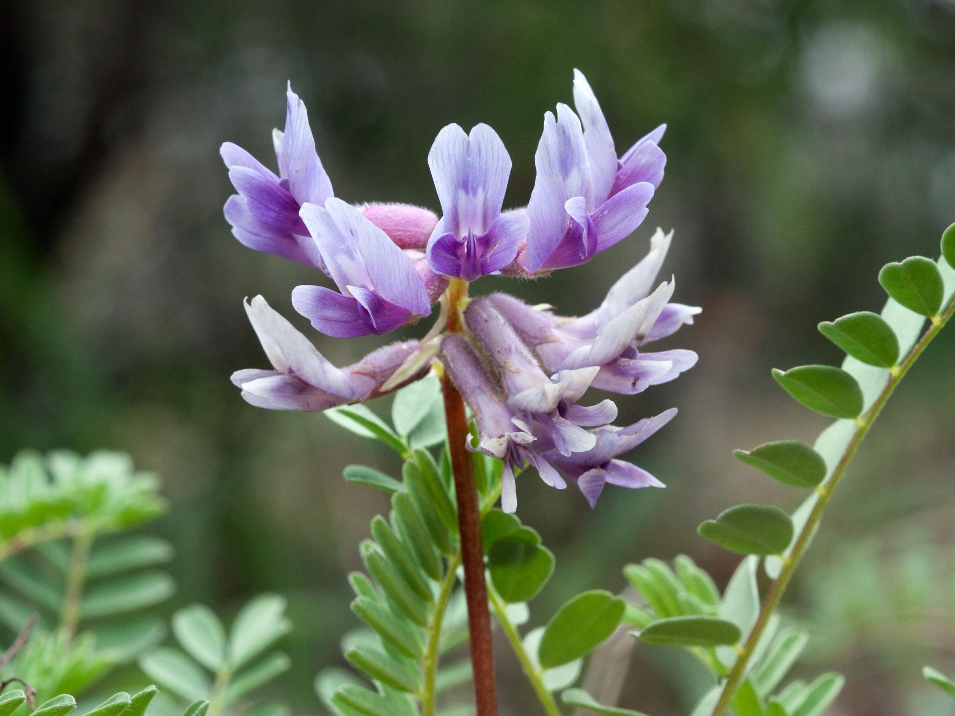 Catawba rhododendron blooming at Round Bald, NC