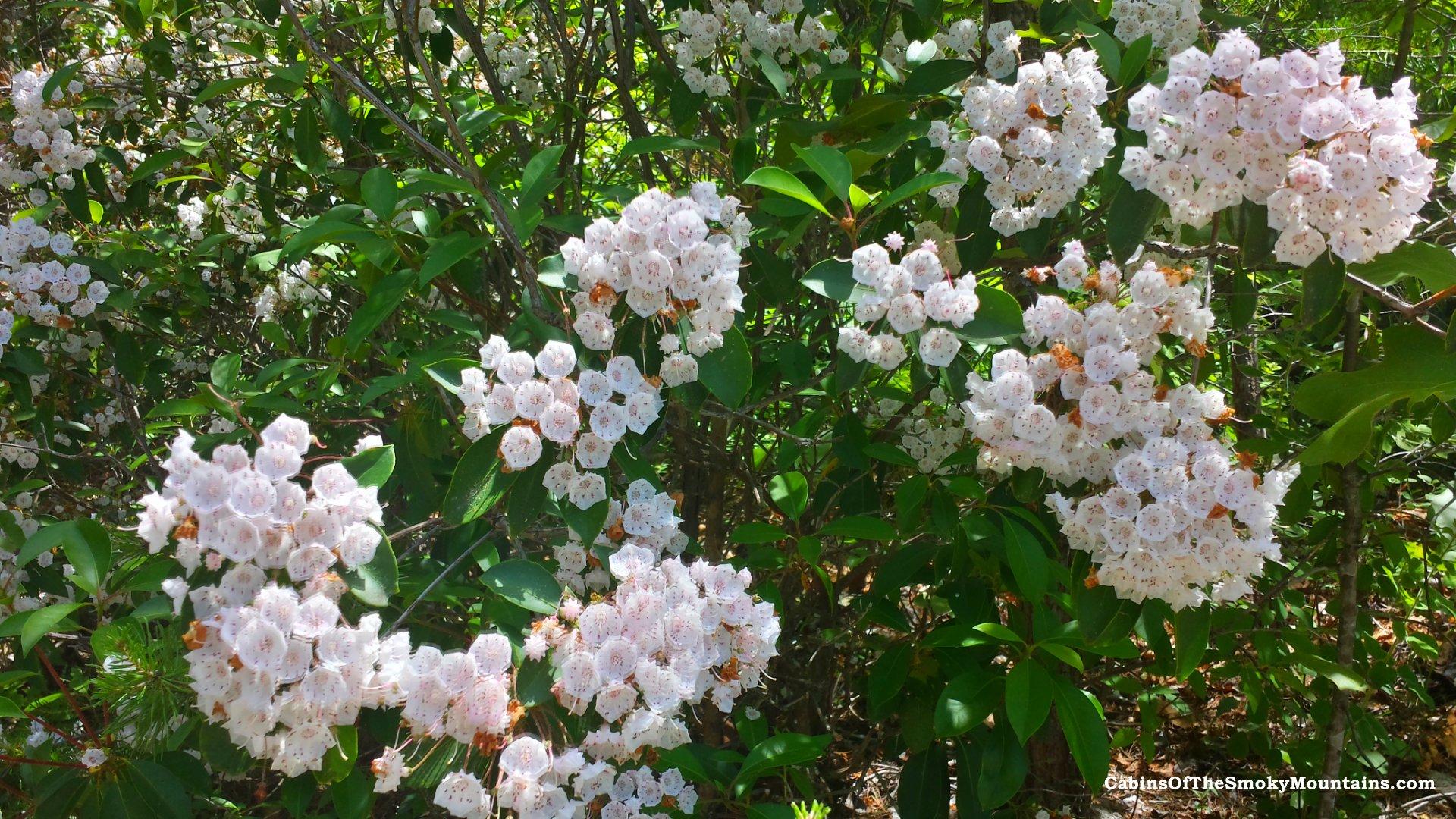 Rhododendrons Blooming in Smoky Mountains