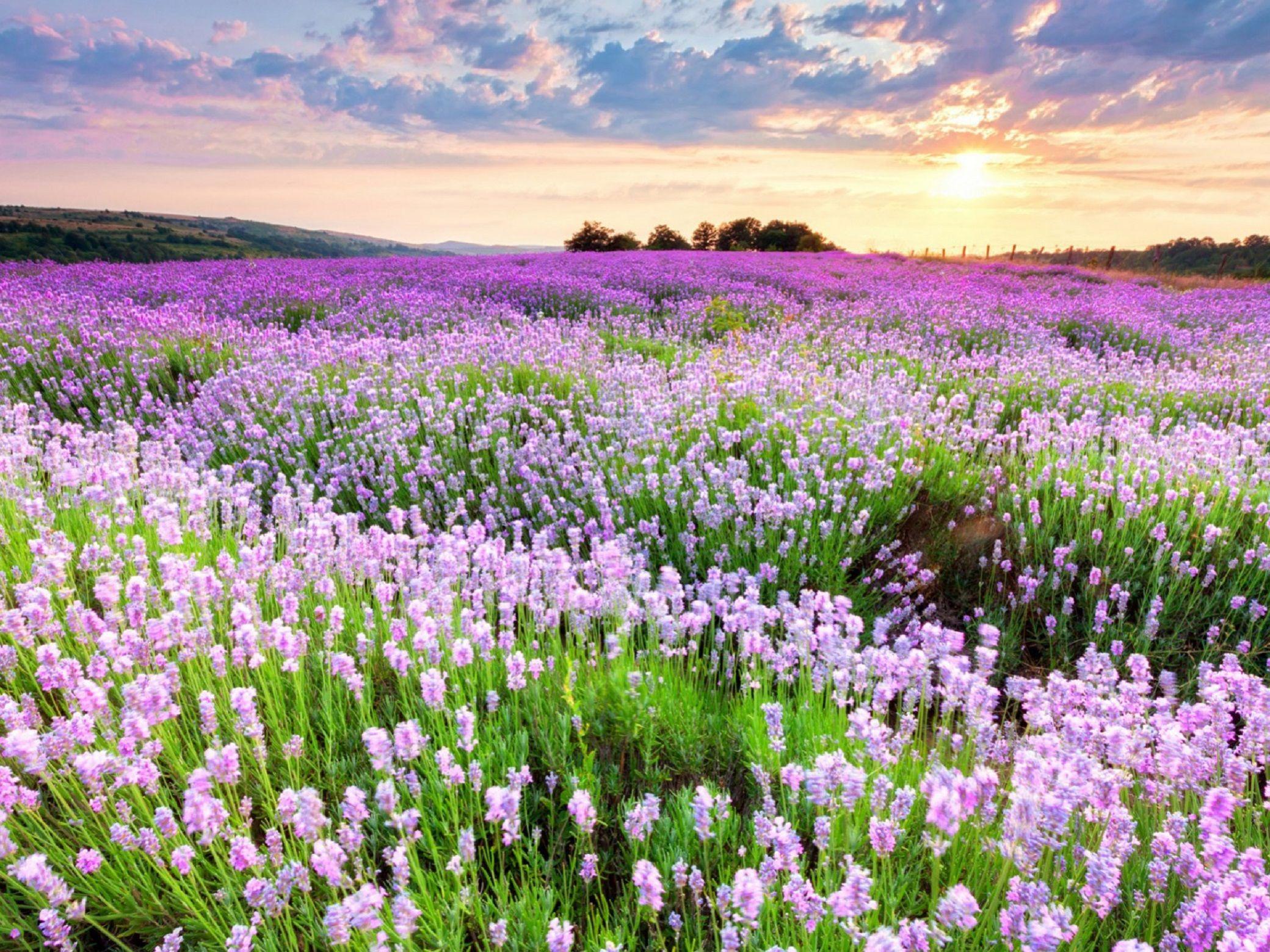 lavender fields in Bulgaria HD Wallpaper. Background Image