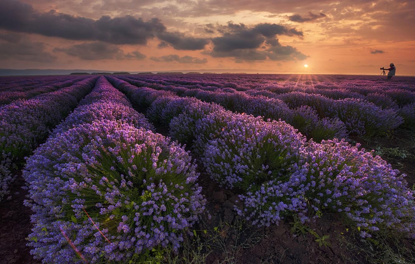 Wallpaper field, sunset, flowers, lavender, Bulgaria, Bulgaria