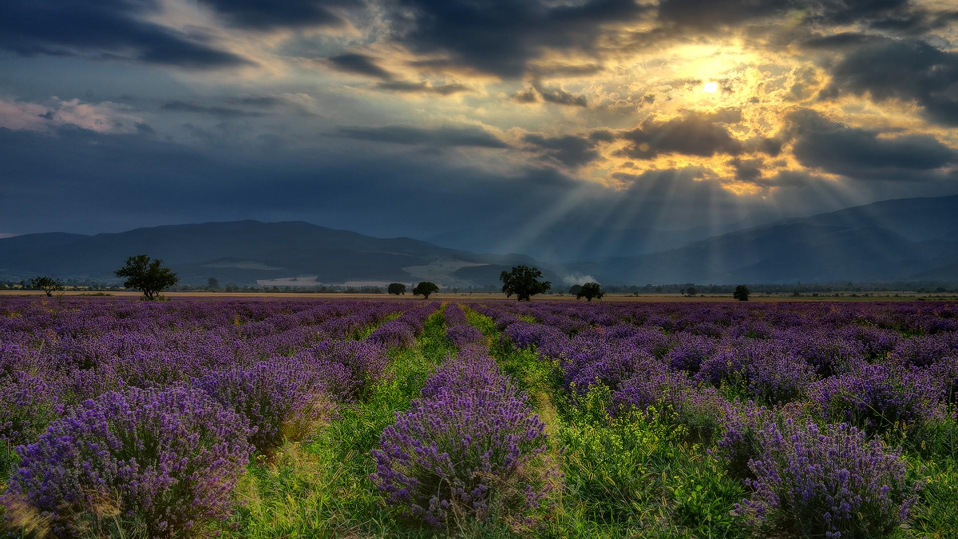 #field, #trees, #clouds, #sun rays, #nature, #lavender