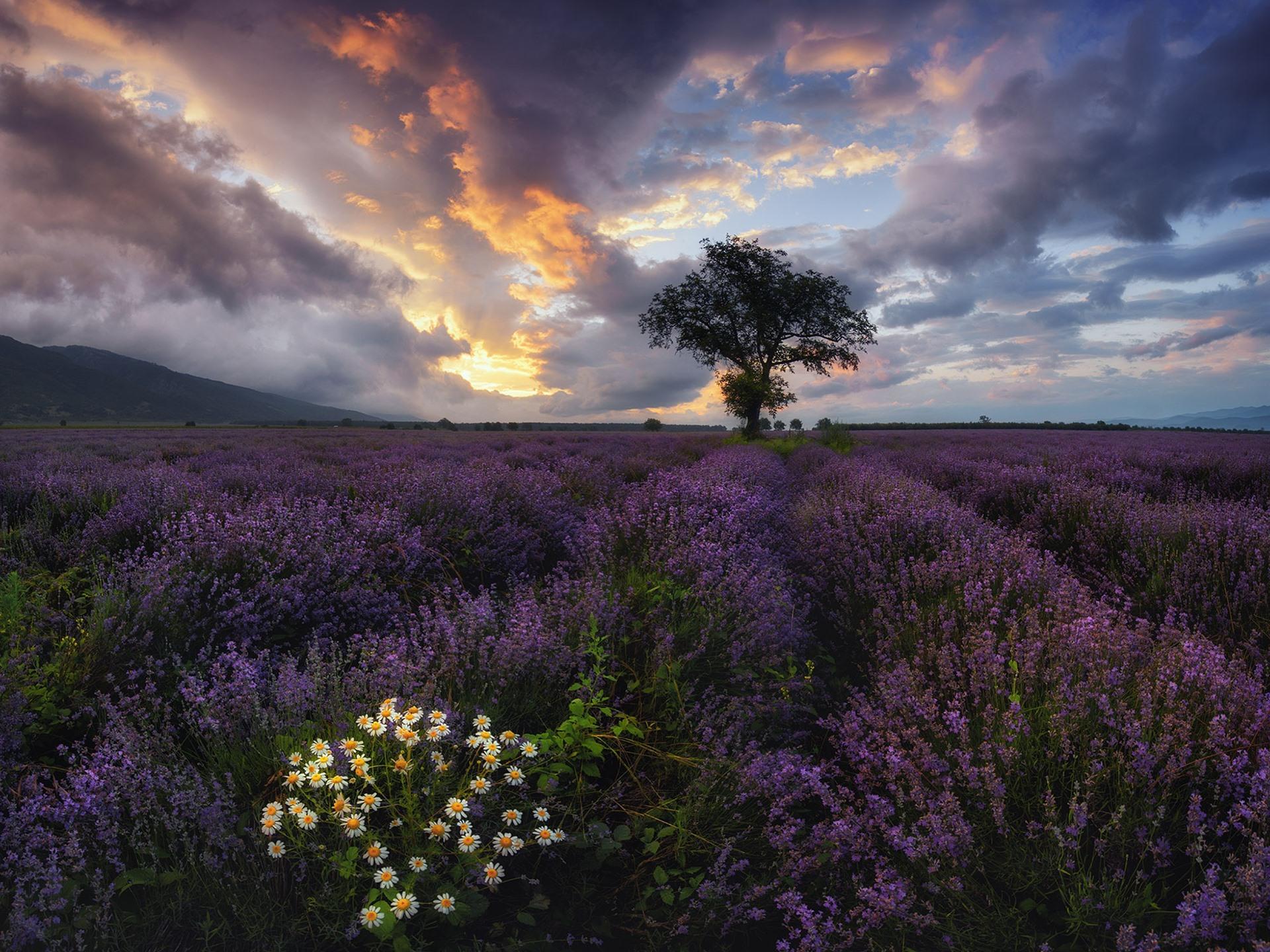 Wallpaper Bulgaria, lavender, chamomile, tree, clouds 1920x1440 HD