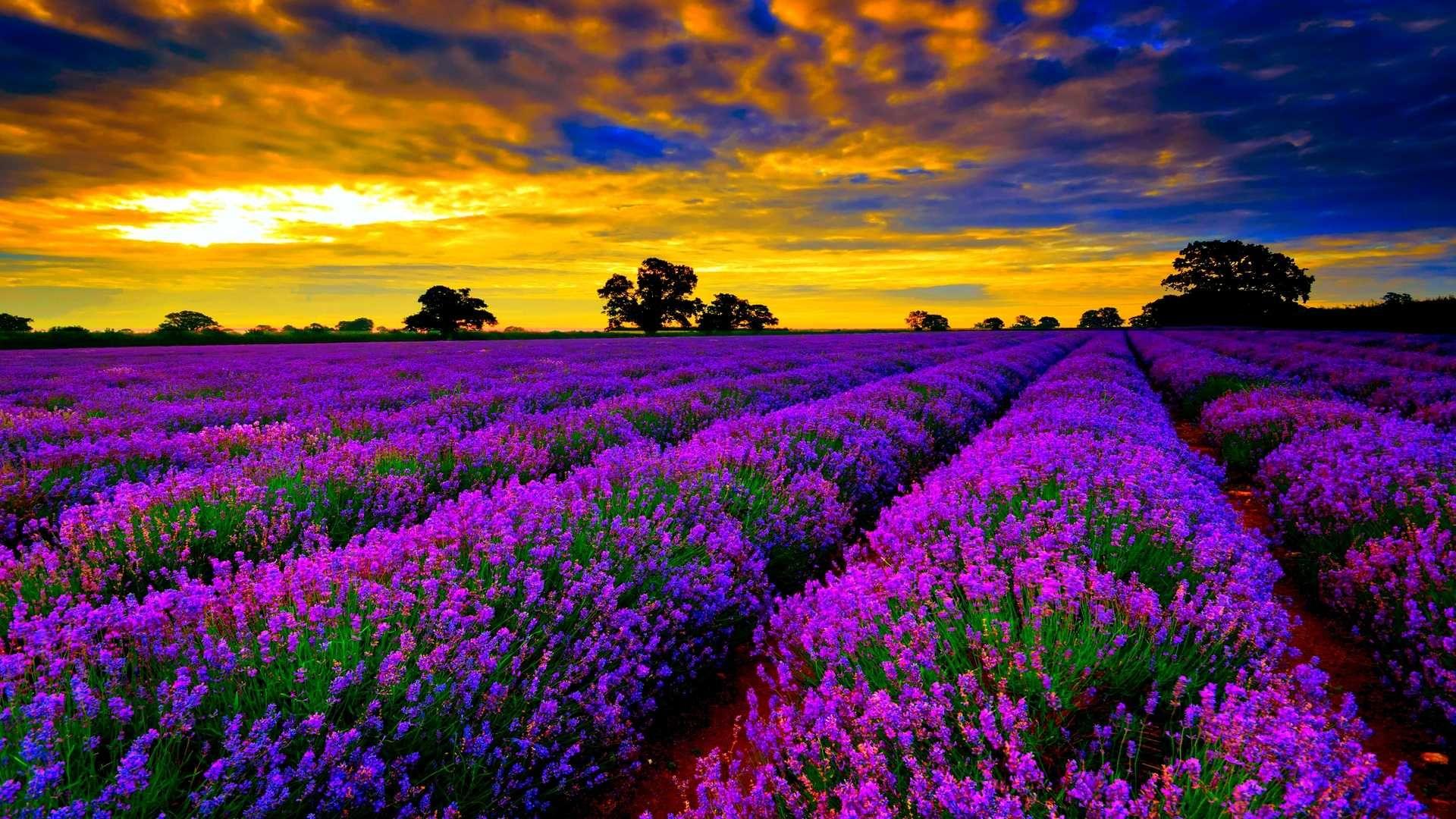 Lavender Fields HD Wallpapers